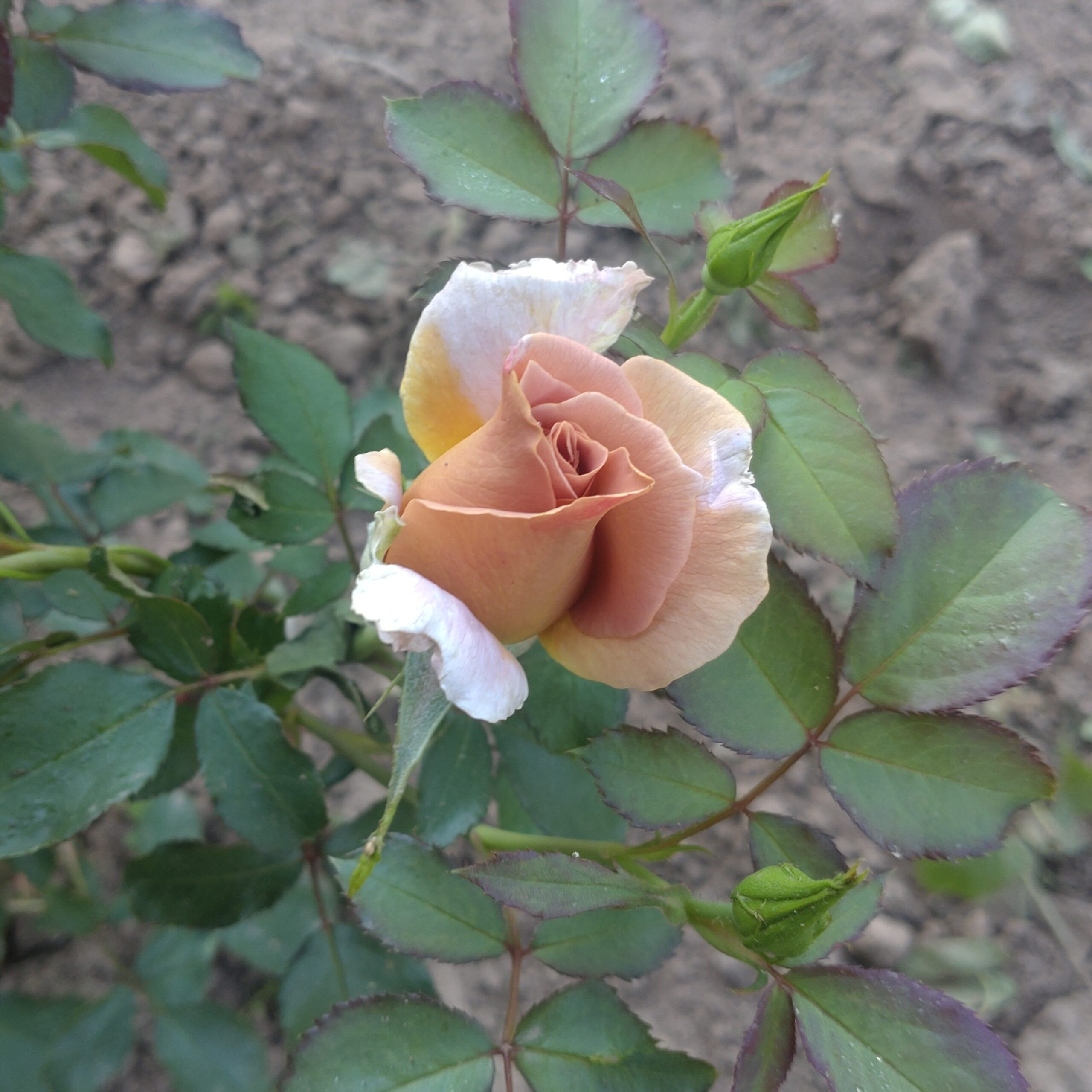 Cinnamon Dreams – Bild 7