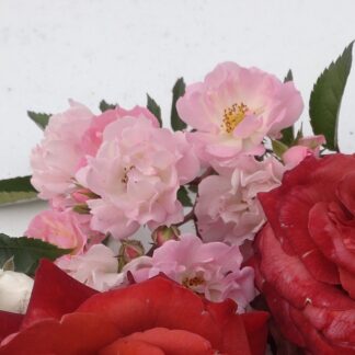 Kirschrose