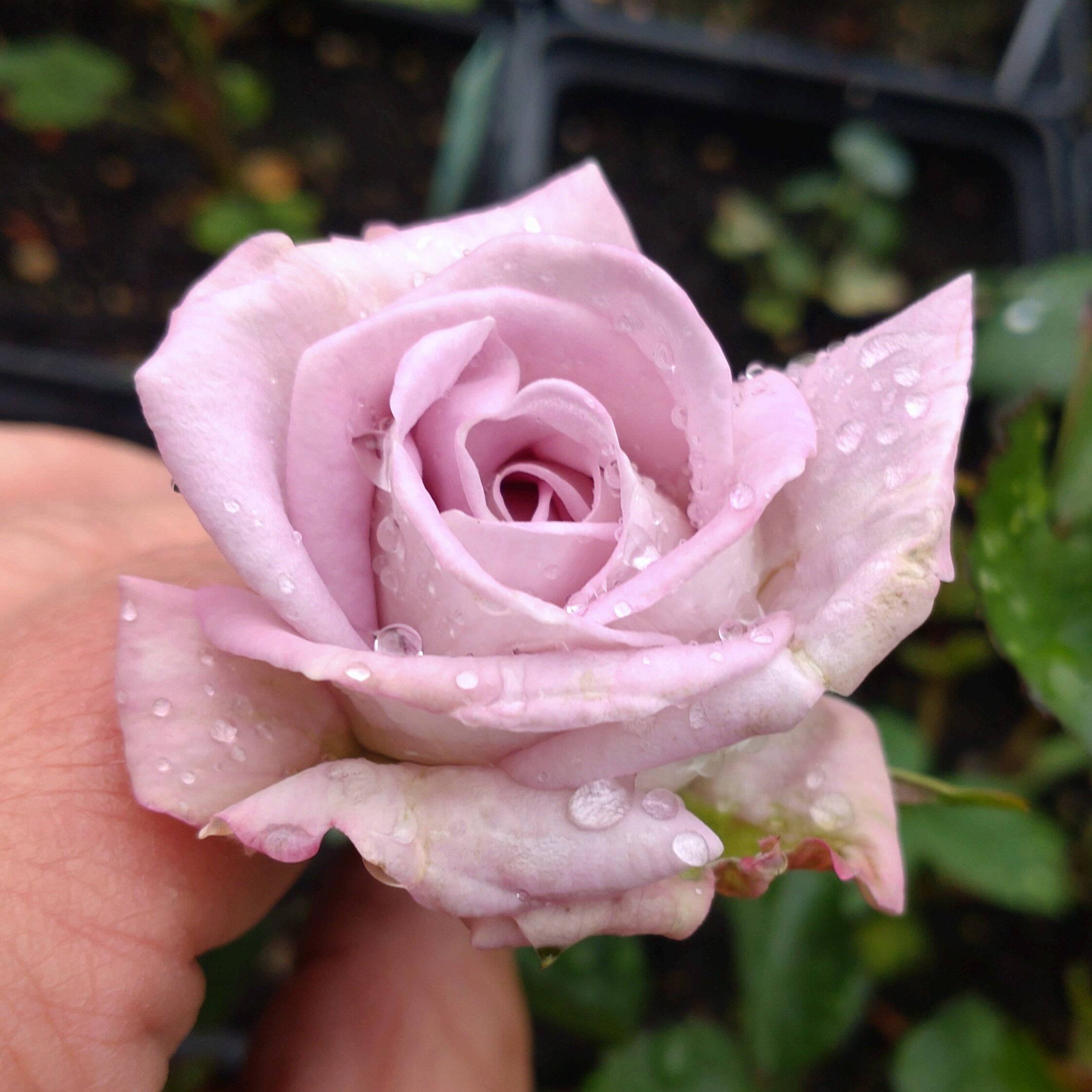 La Diva – Bild 4