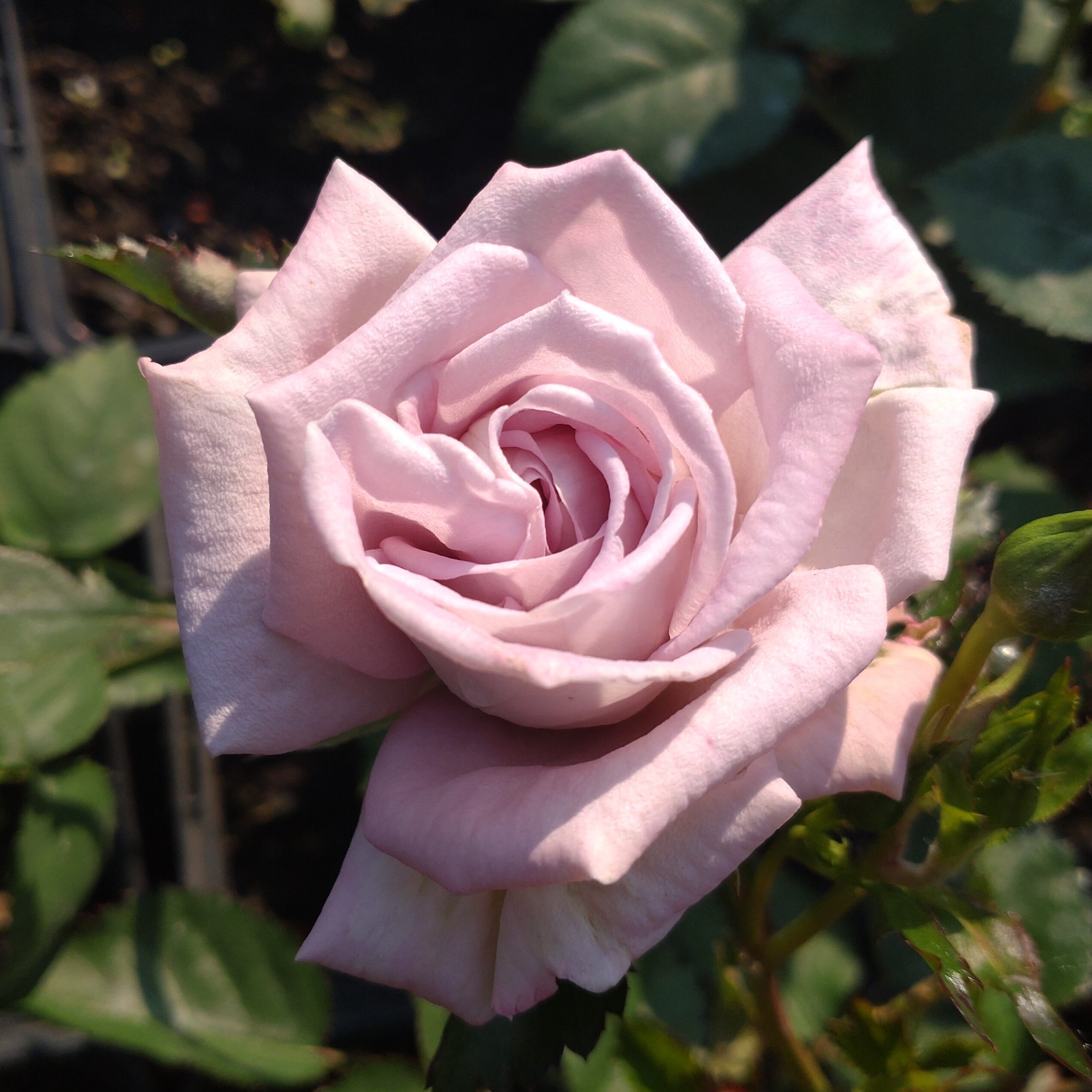 La Diva – Bild 5