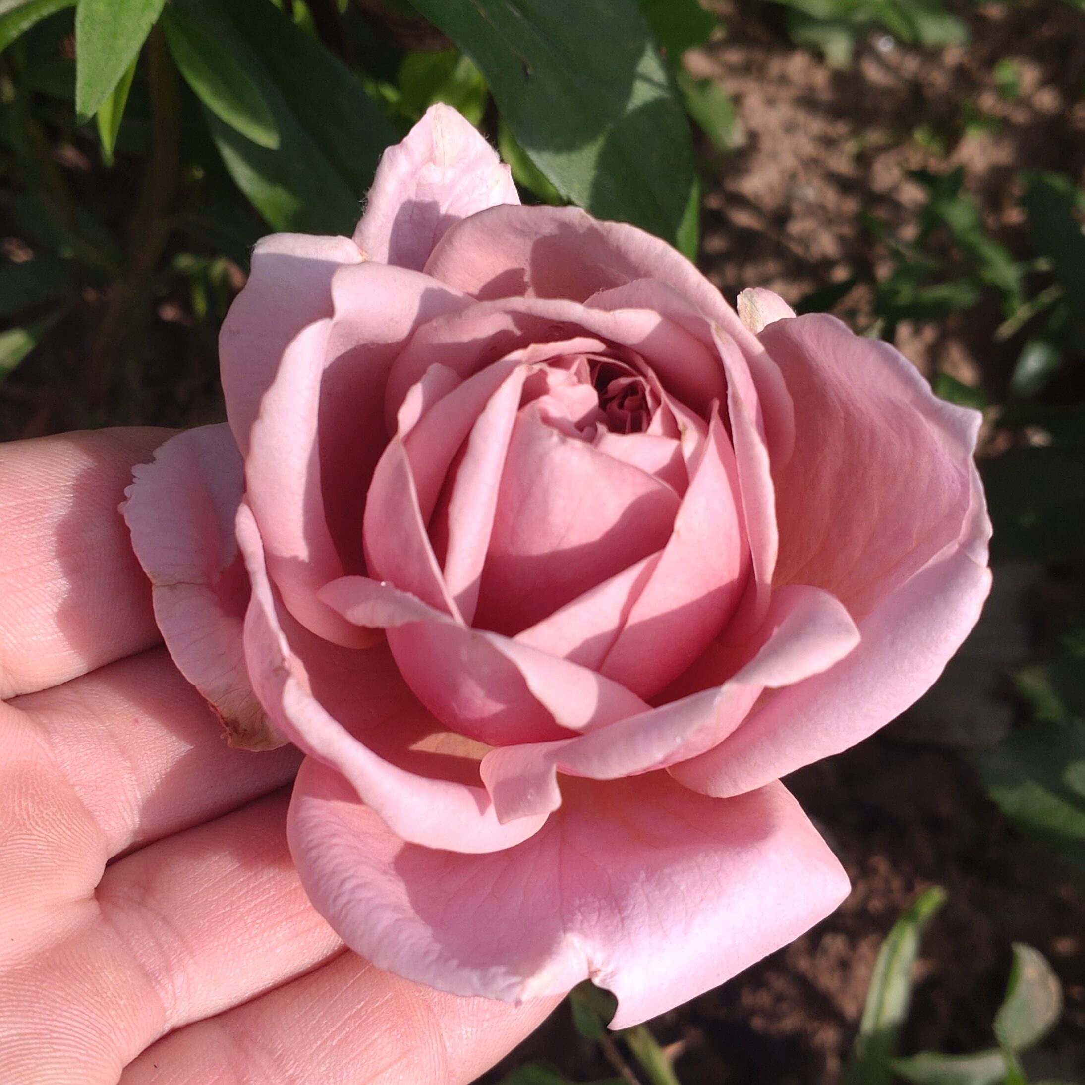 Lisanne – Bild 2