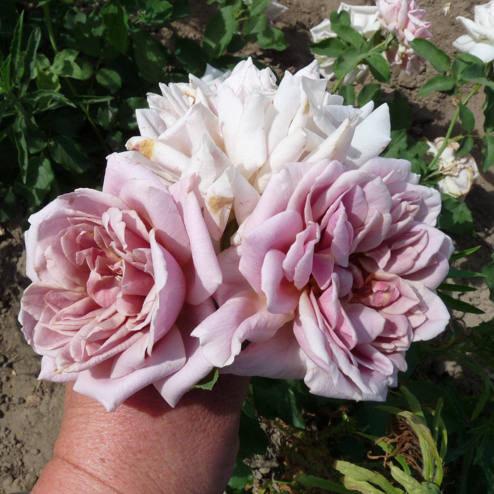 Lisanne – Bild 11