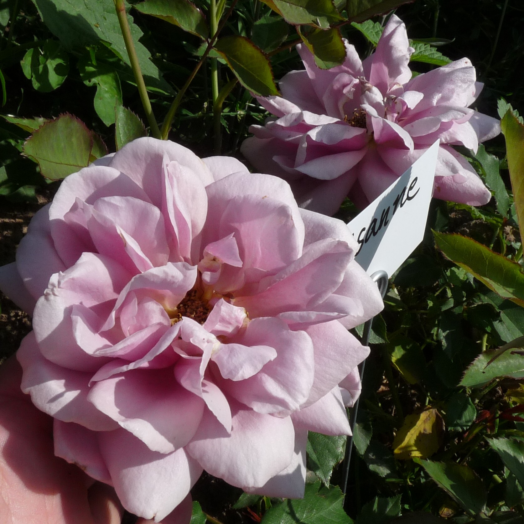 Lisanne – Bild 12