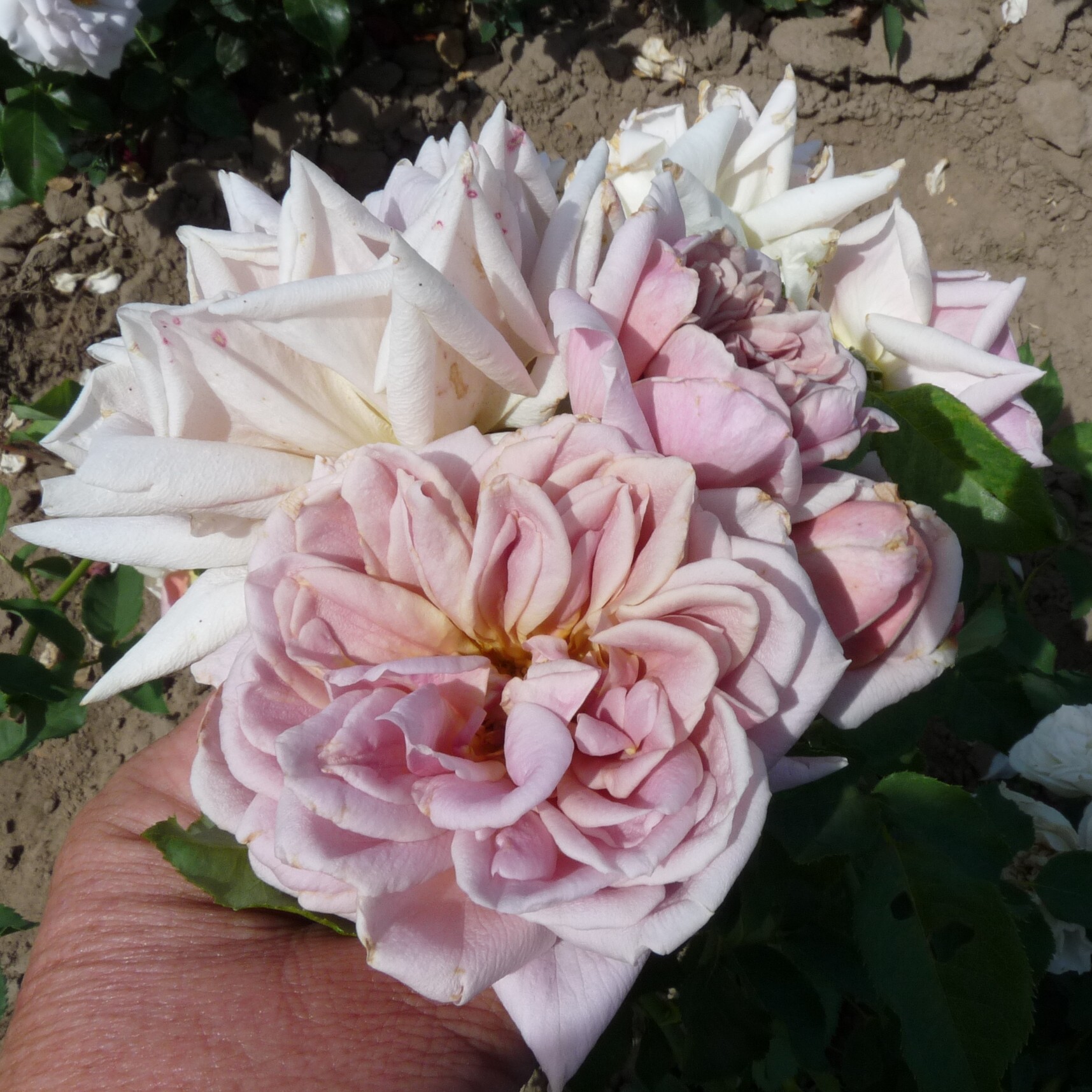 Lisanne – Bild 13