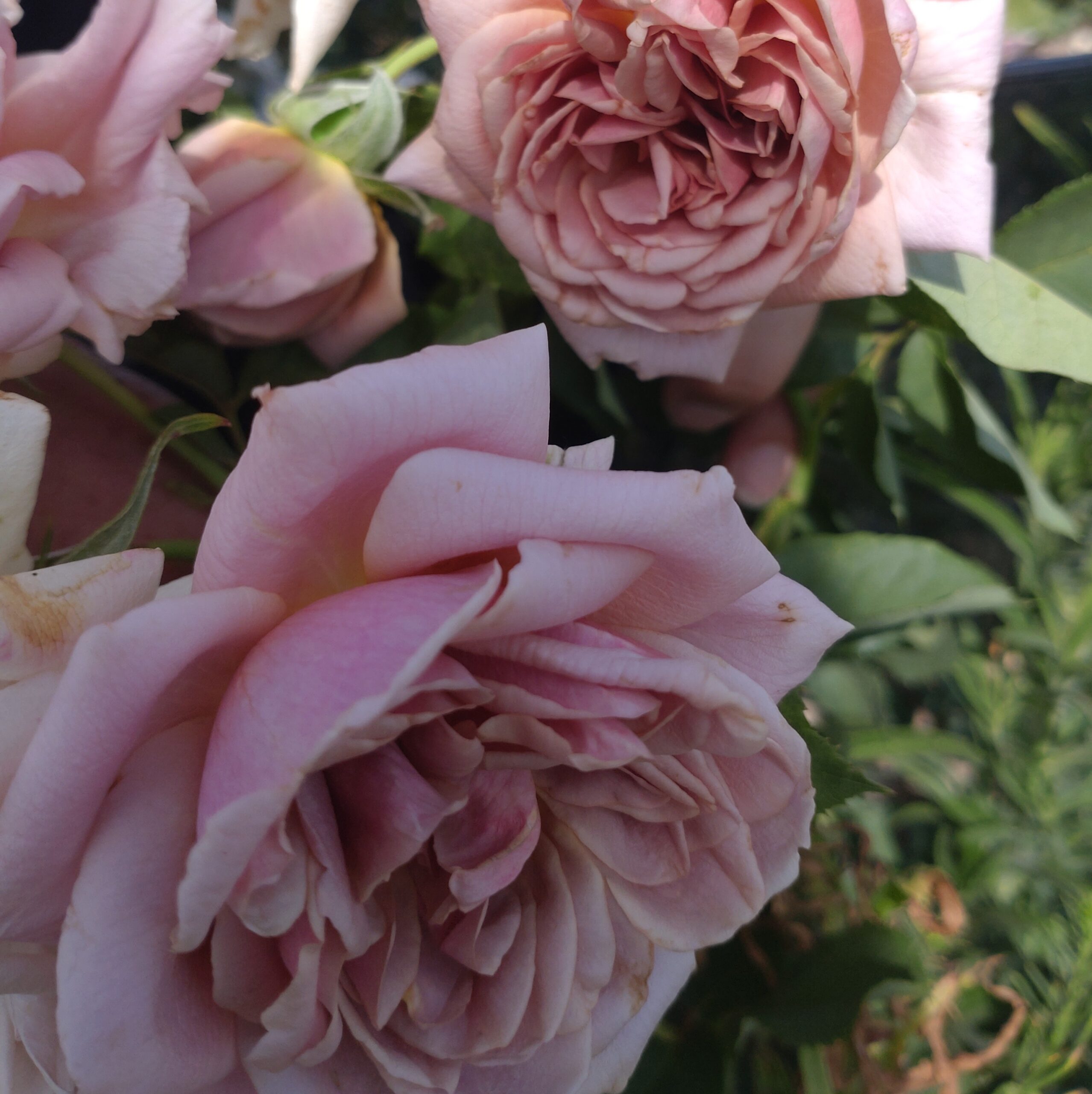 Lisanne – Bild 6