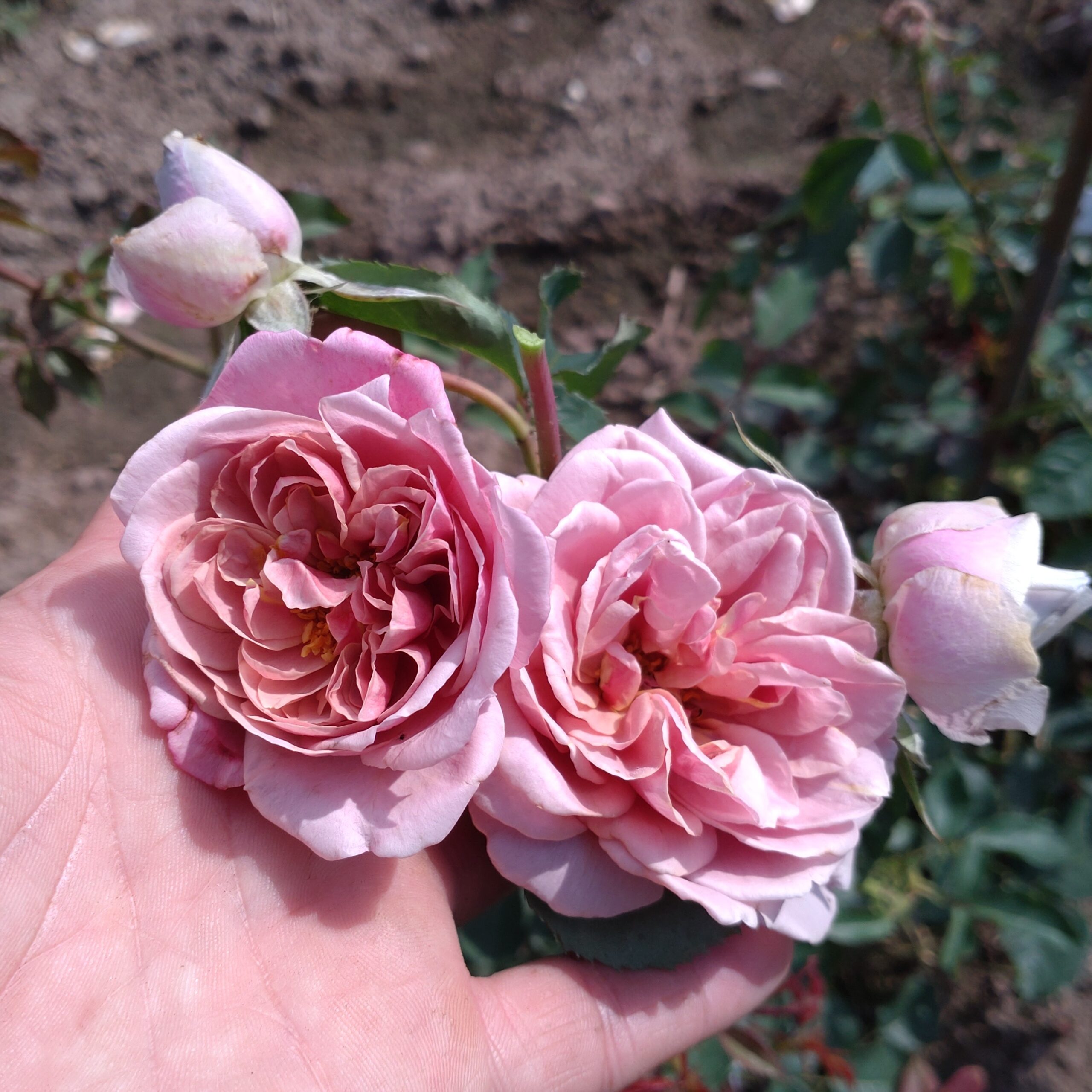 Lisanne – Bild 7