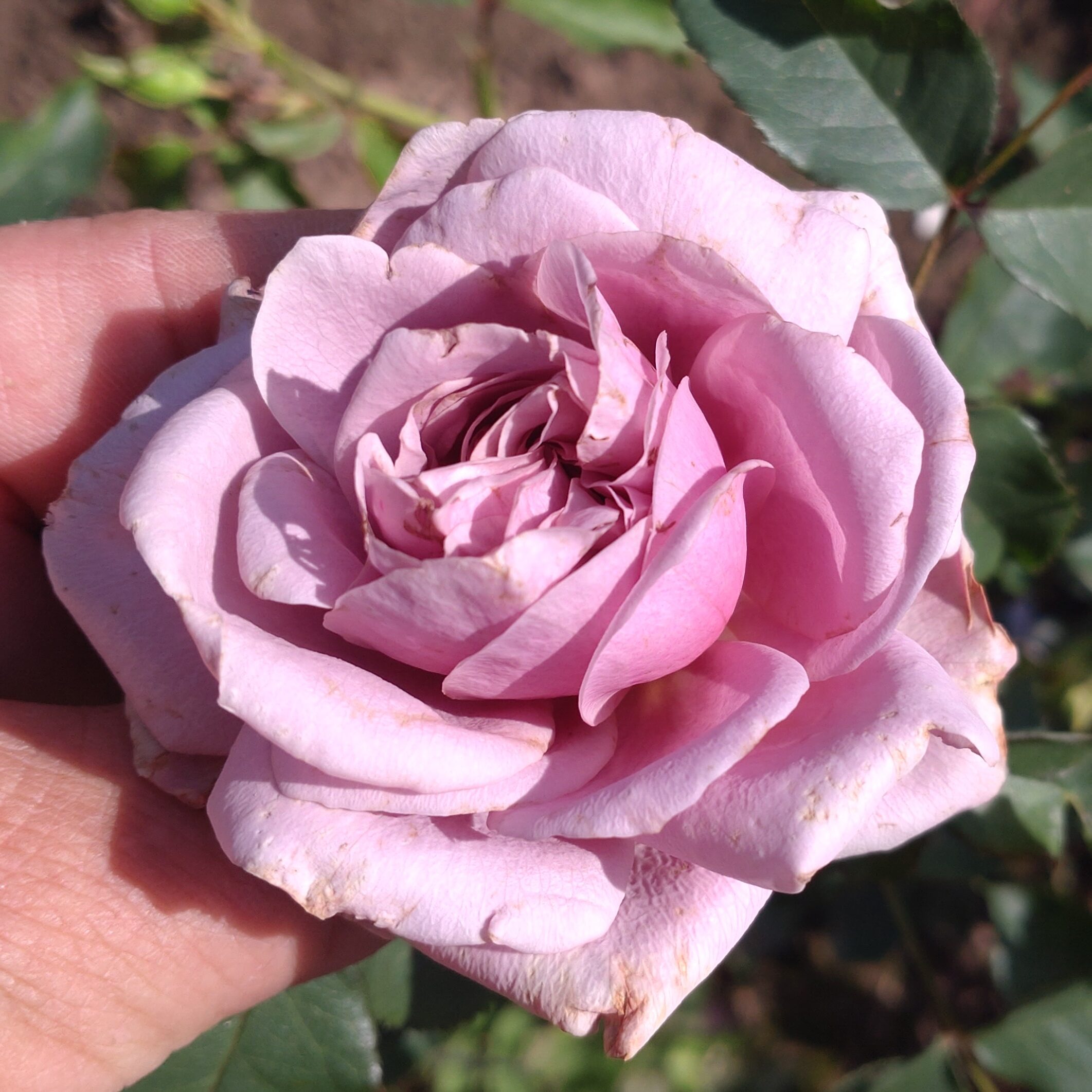 Lisanne – Bild 8