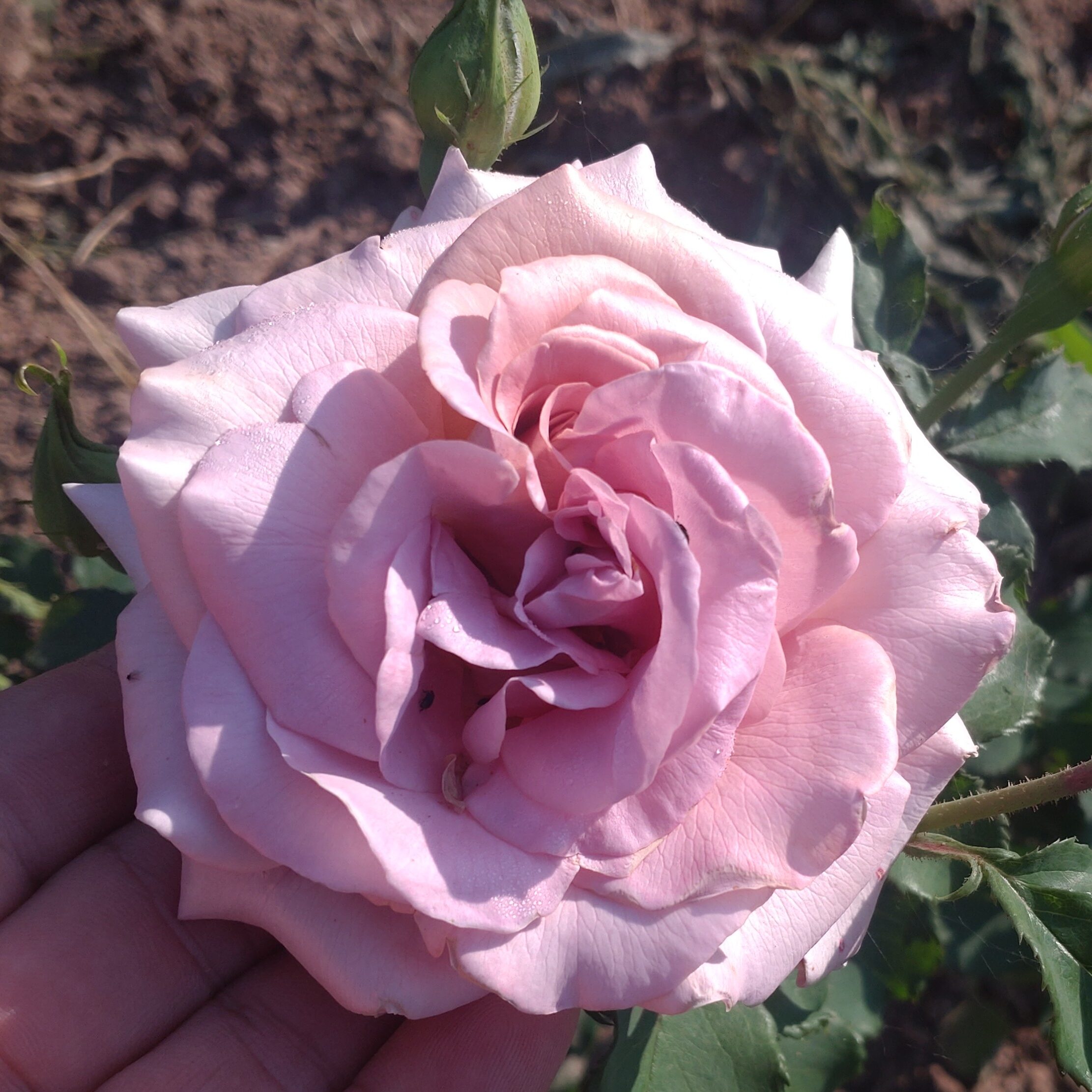 Lisanne – Bild 9