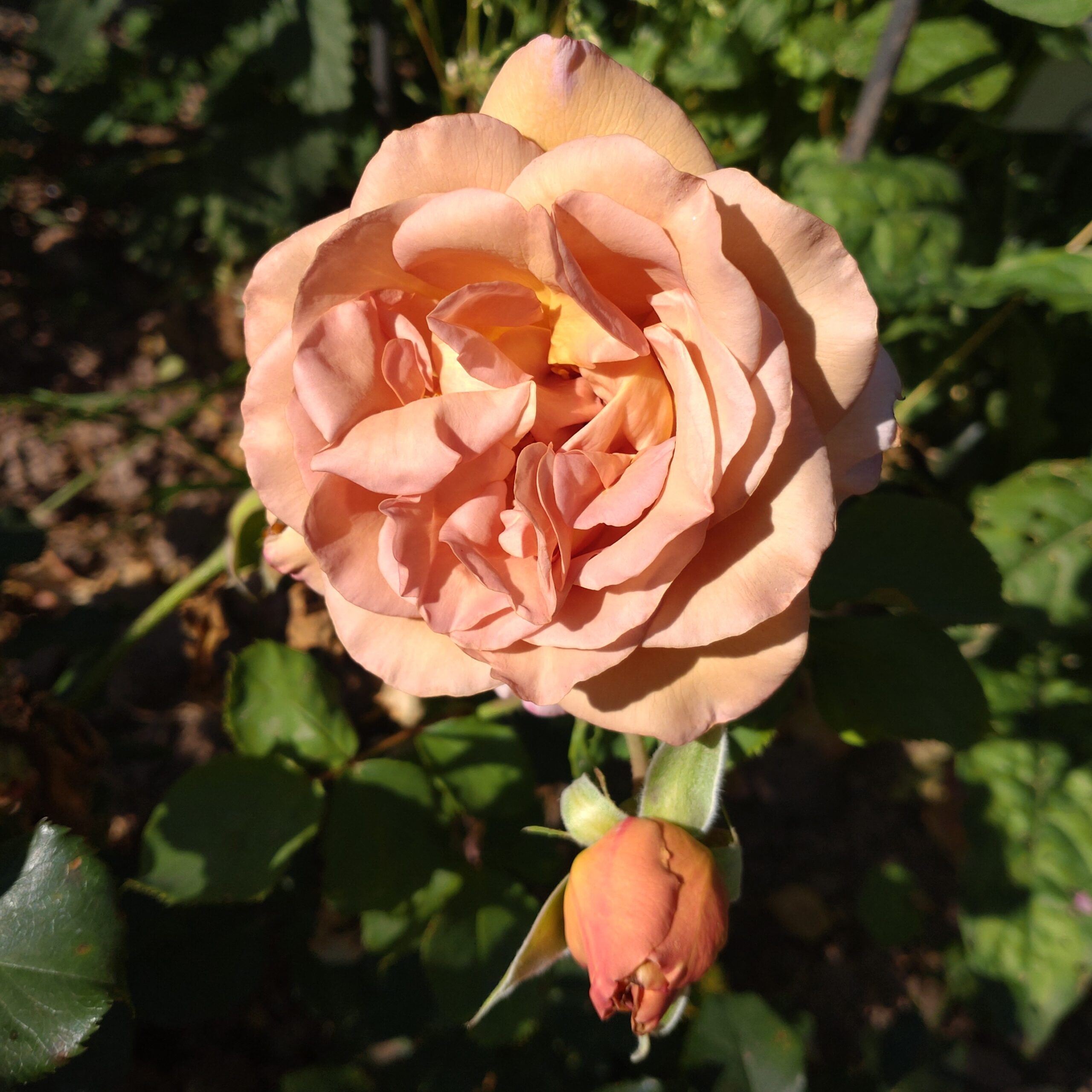 Matrona – Bild 17
