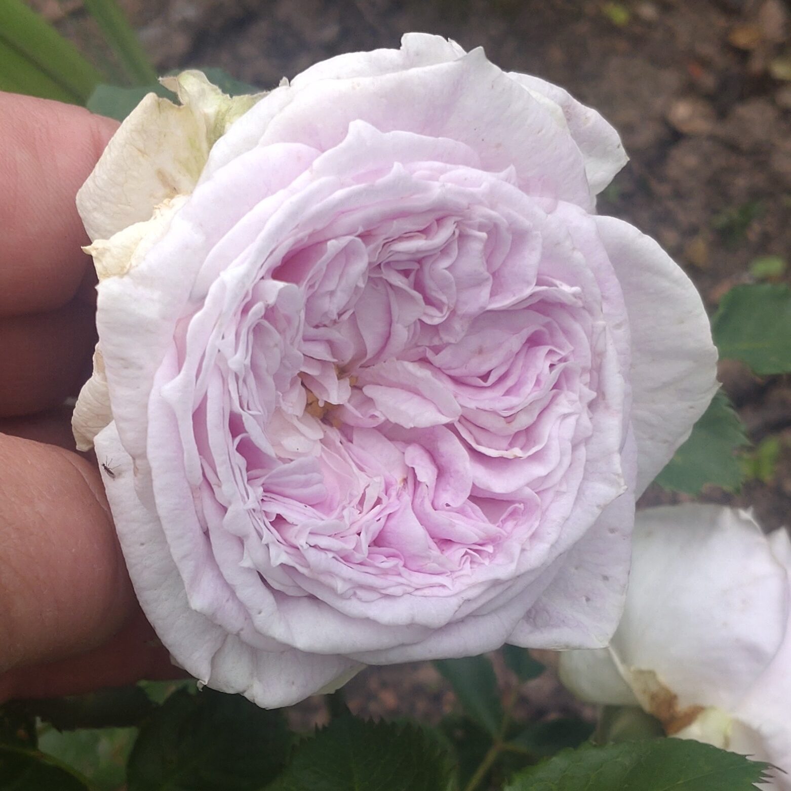 Pure Romance – Bild 6