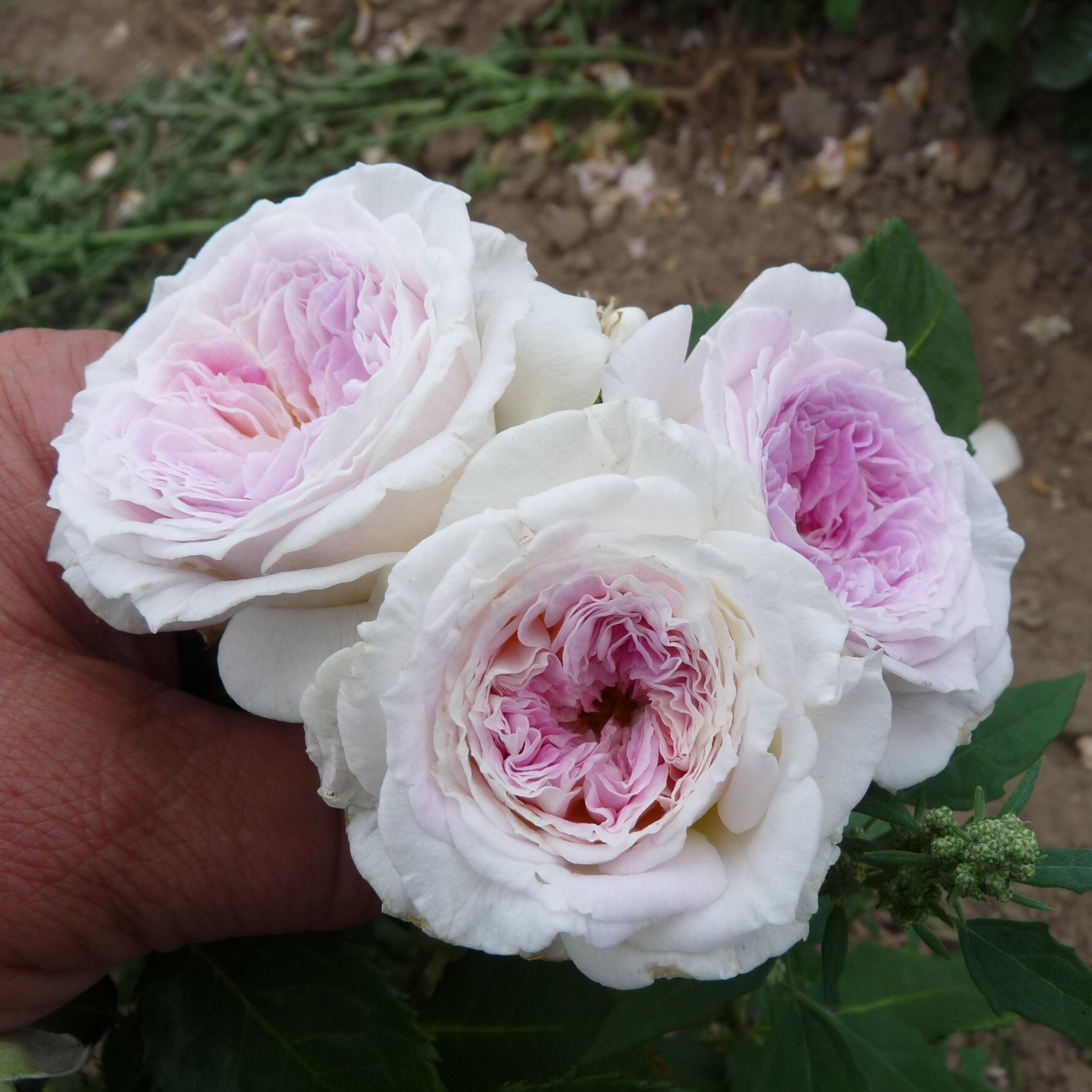 Pure Romance – Bild 3