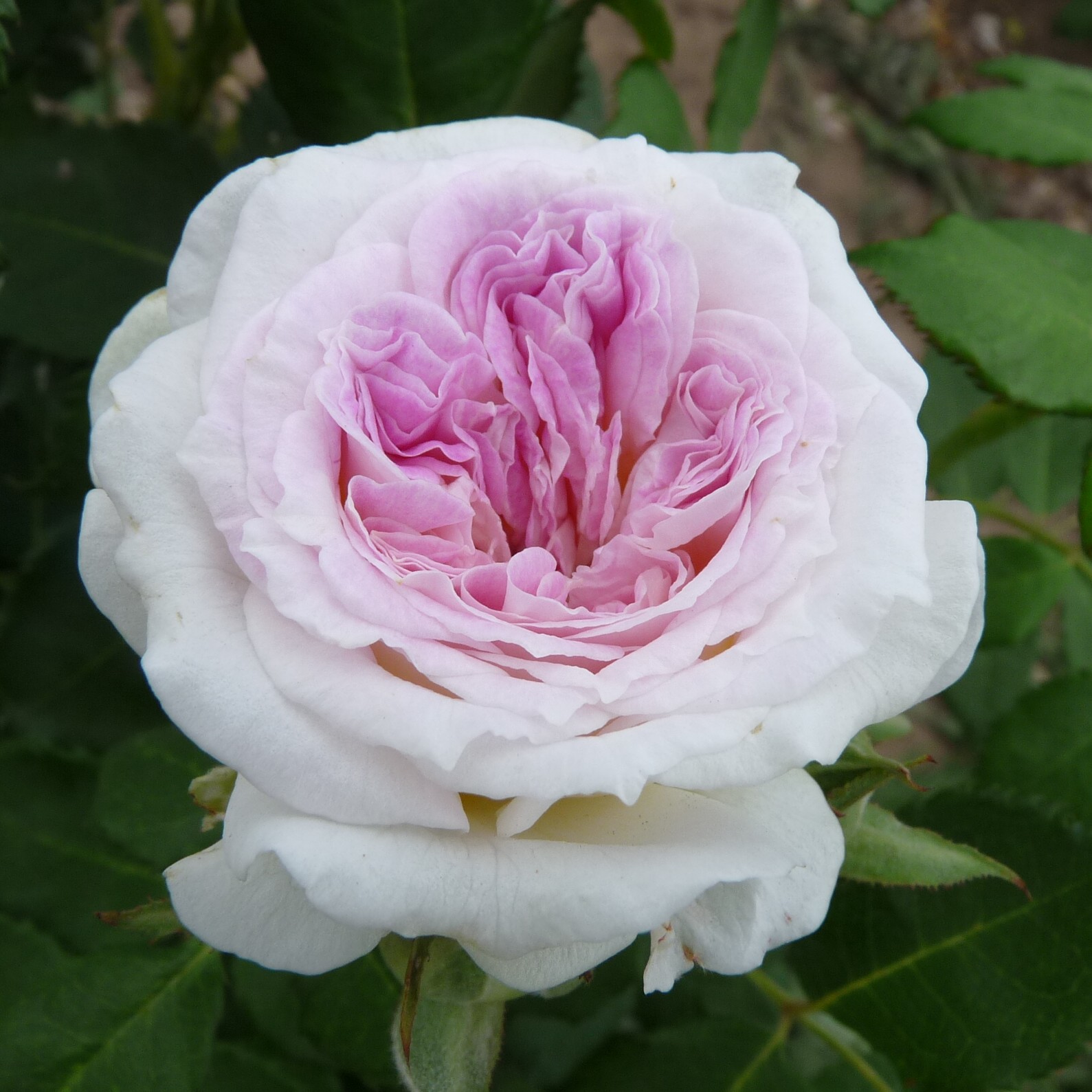 Pure Romance – Bild 7