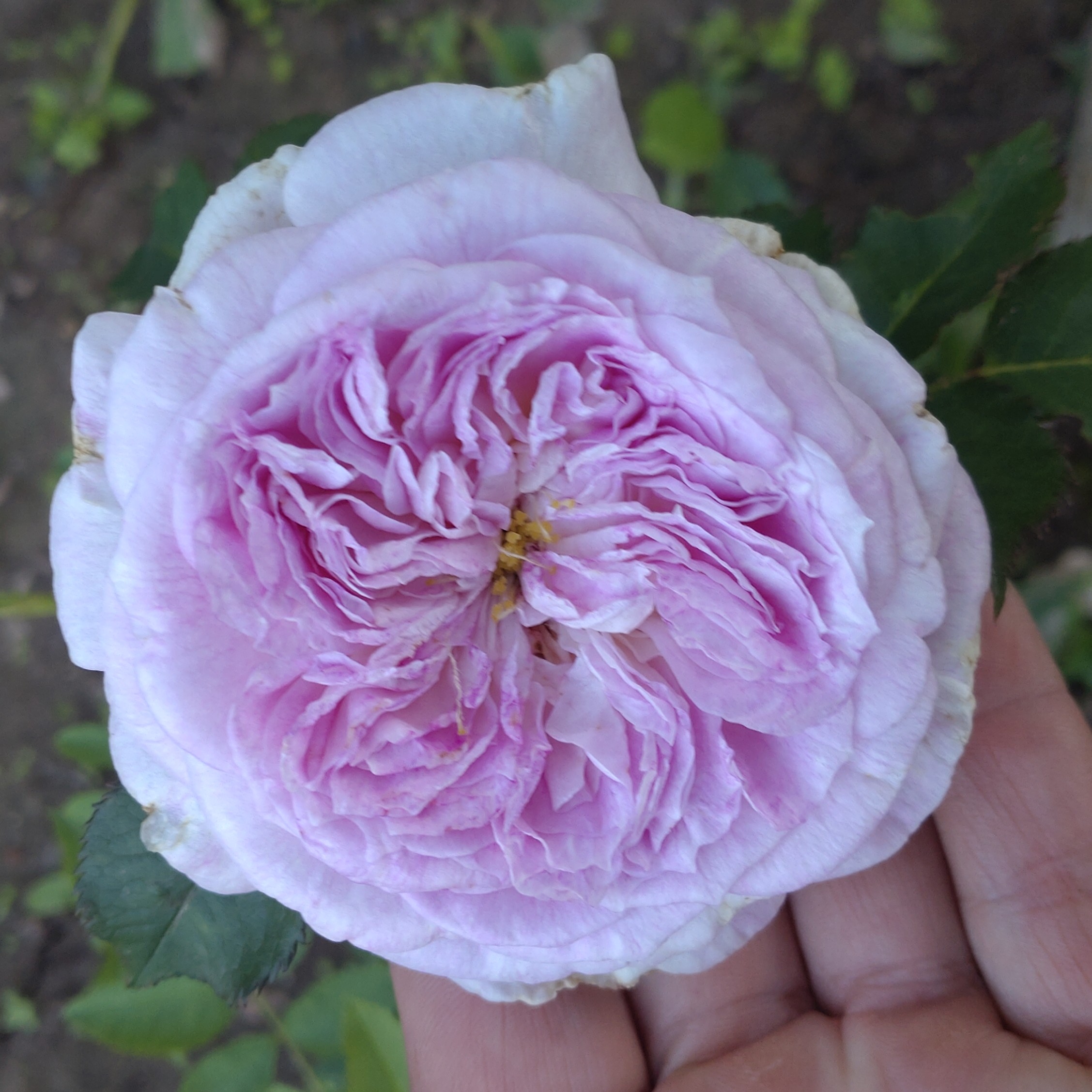 Pure Romance – Bild 8