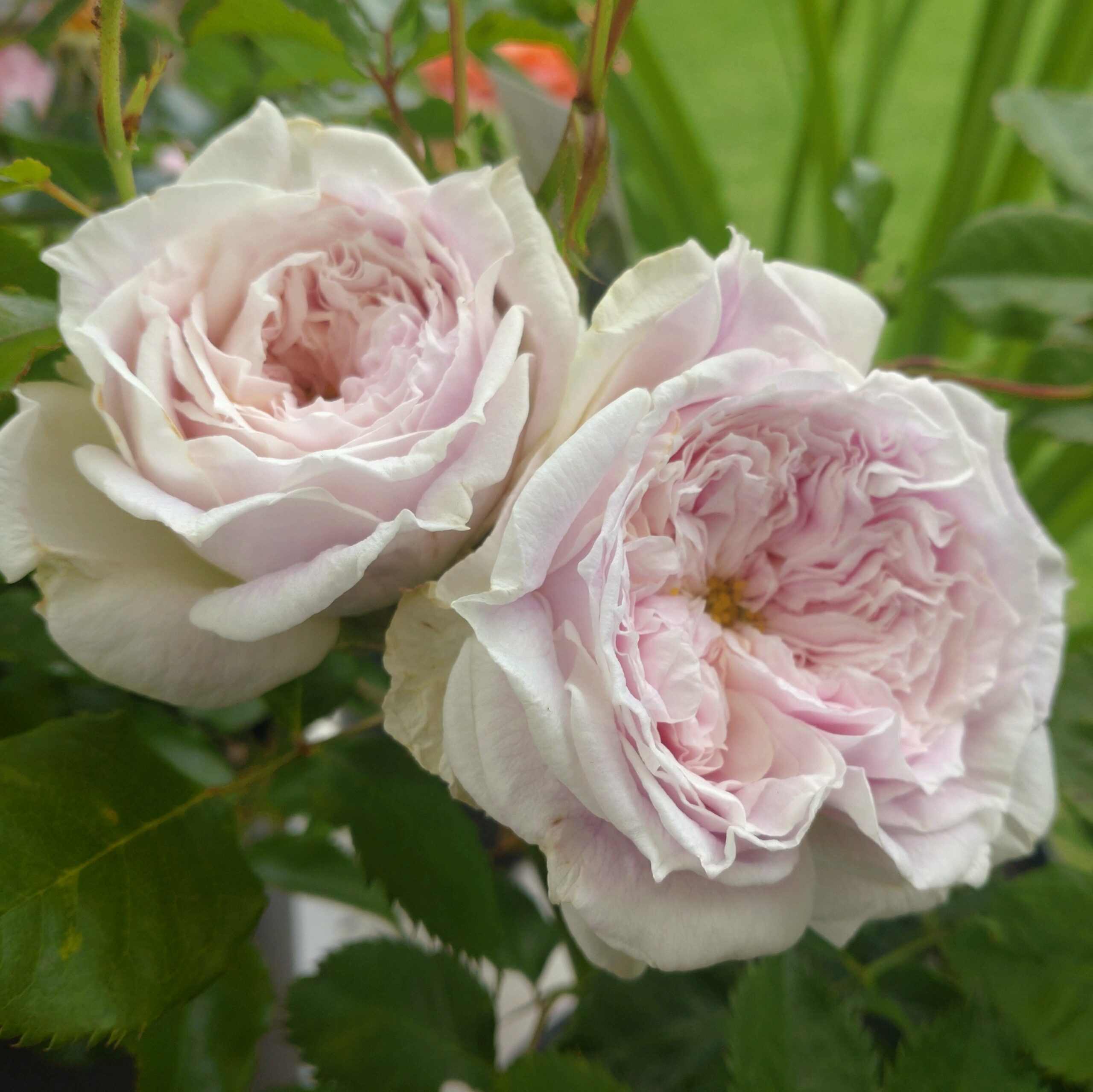 Pure Romance – Bild 4