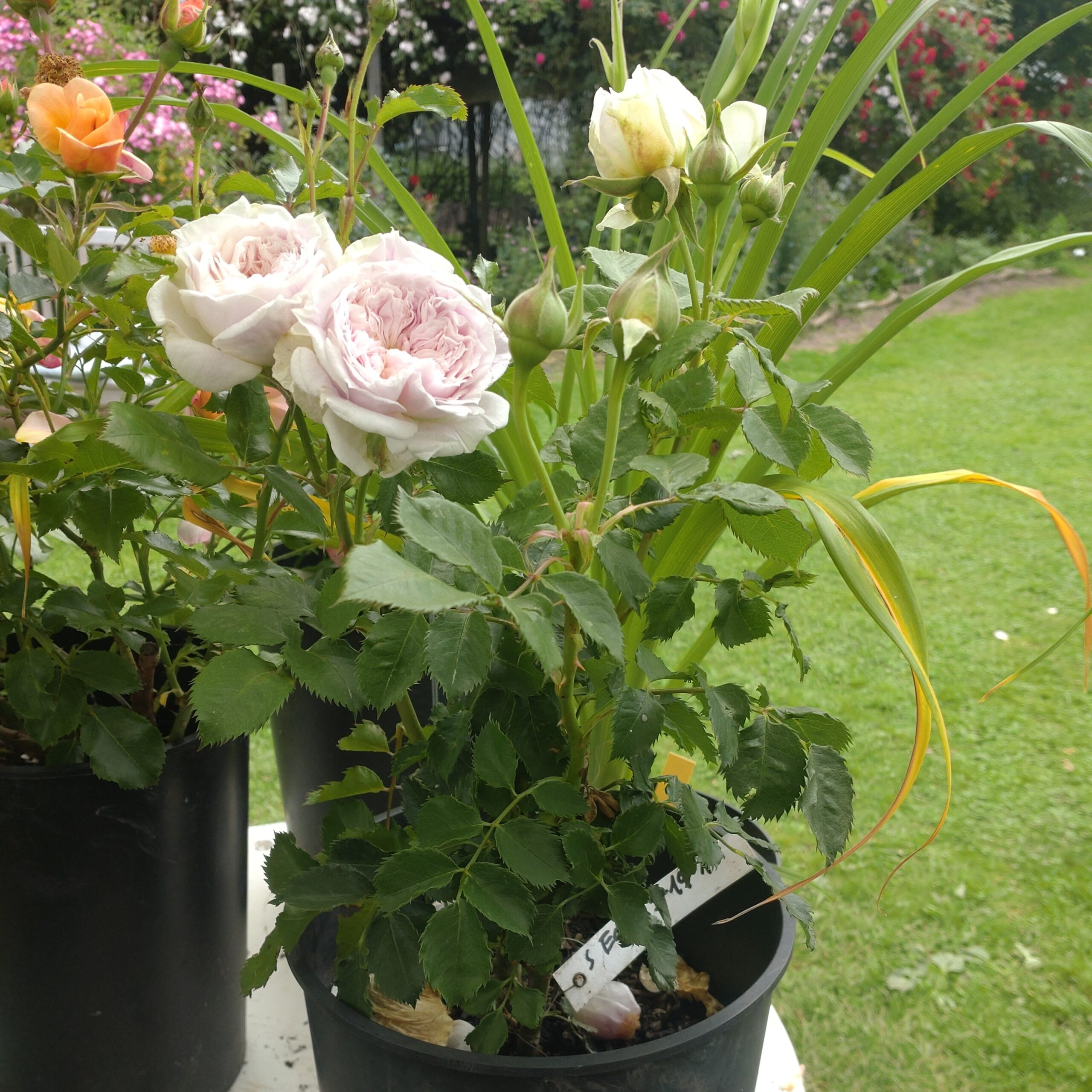 Pure Romance – Bild 5