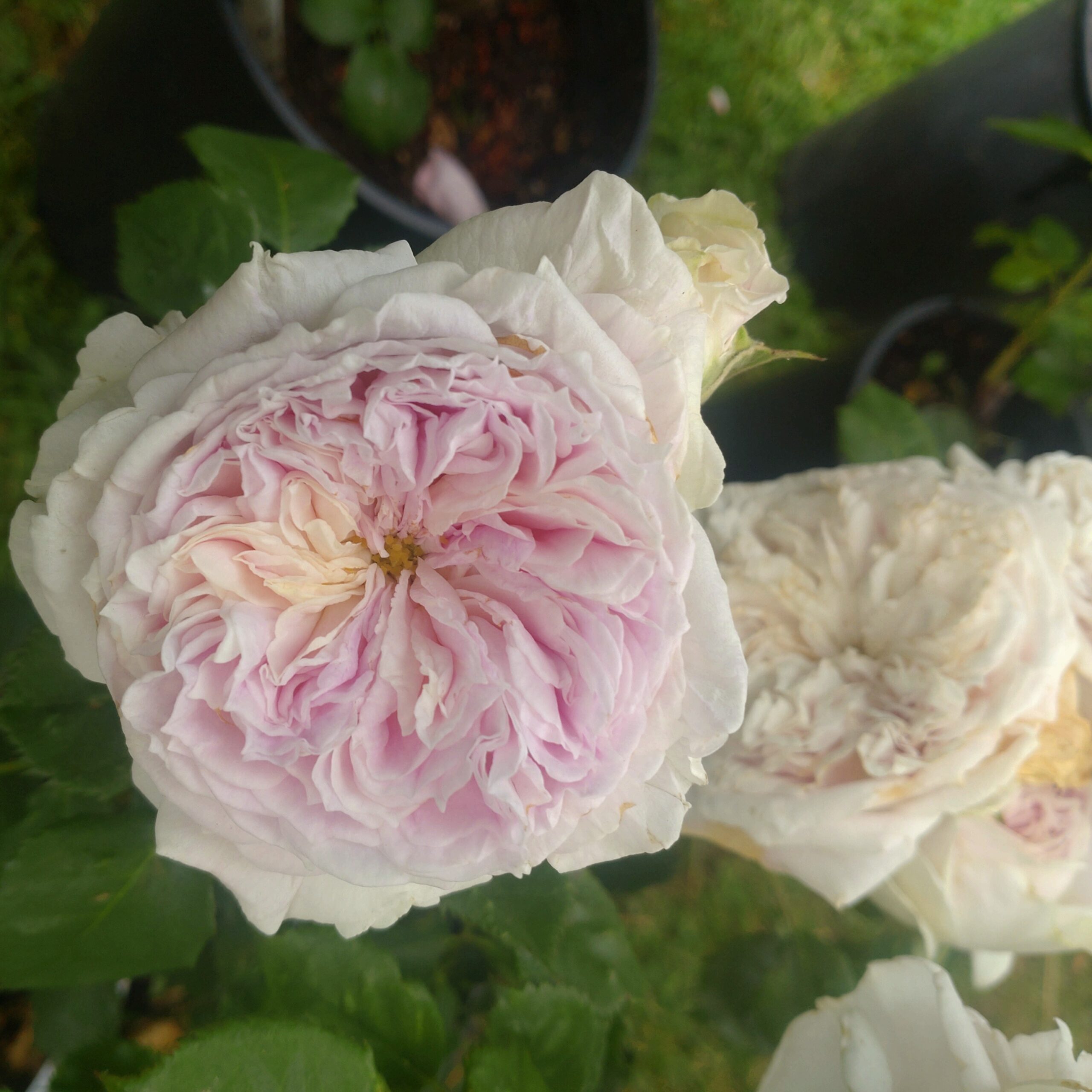 Pure Romance – Bild 9