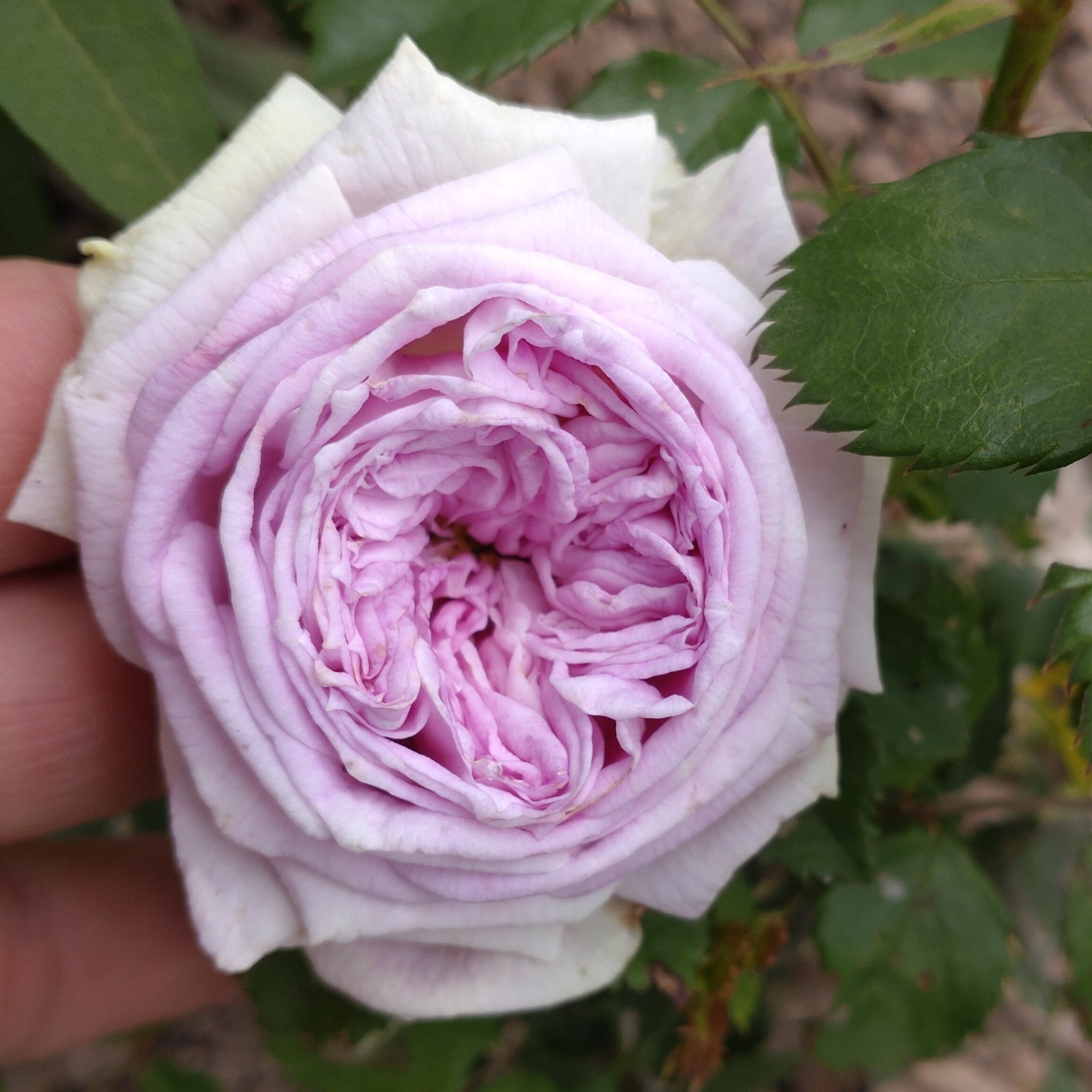 Pure Romance – Bild 2