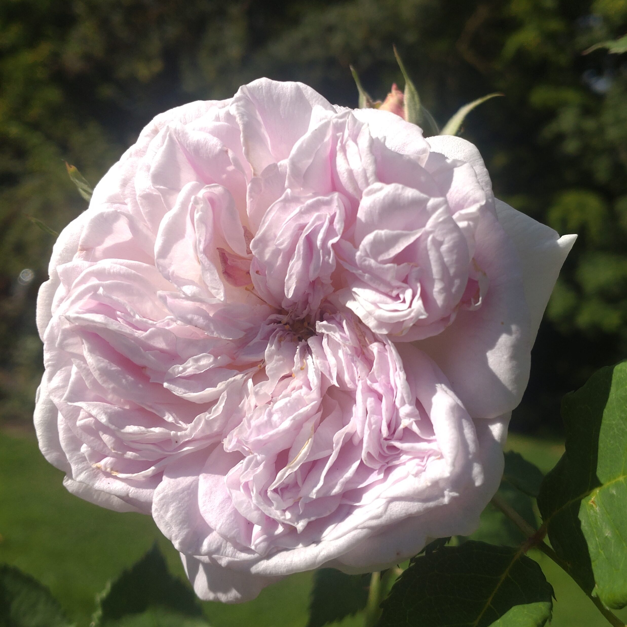 Pure Romance – Bild 11