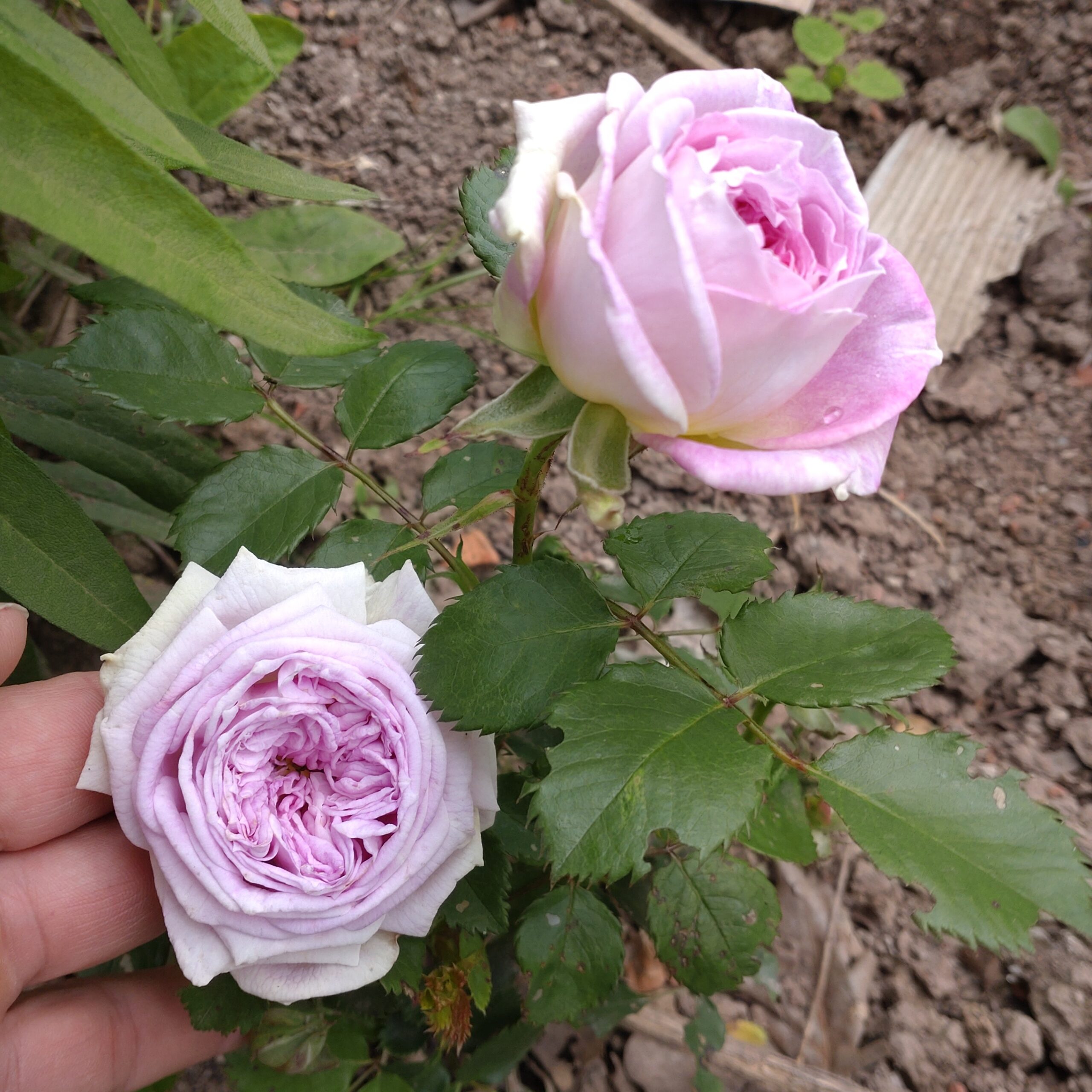 Pure Romance – Bild 10