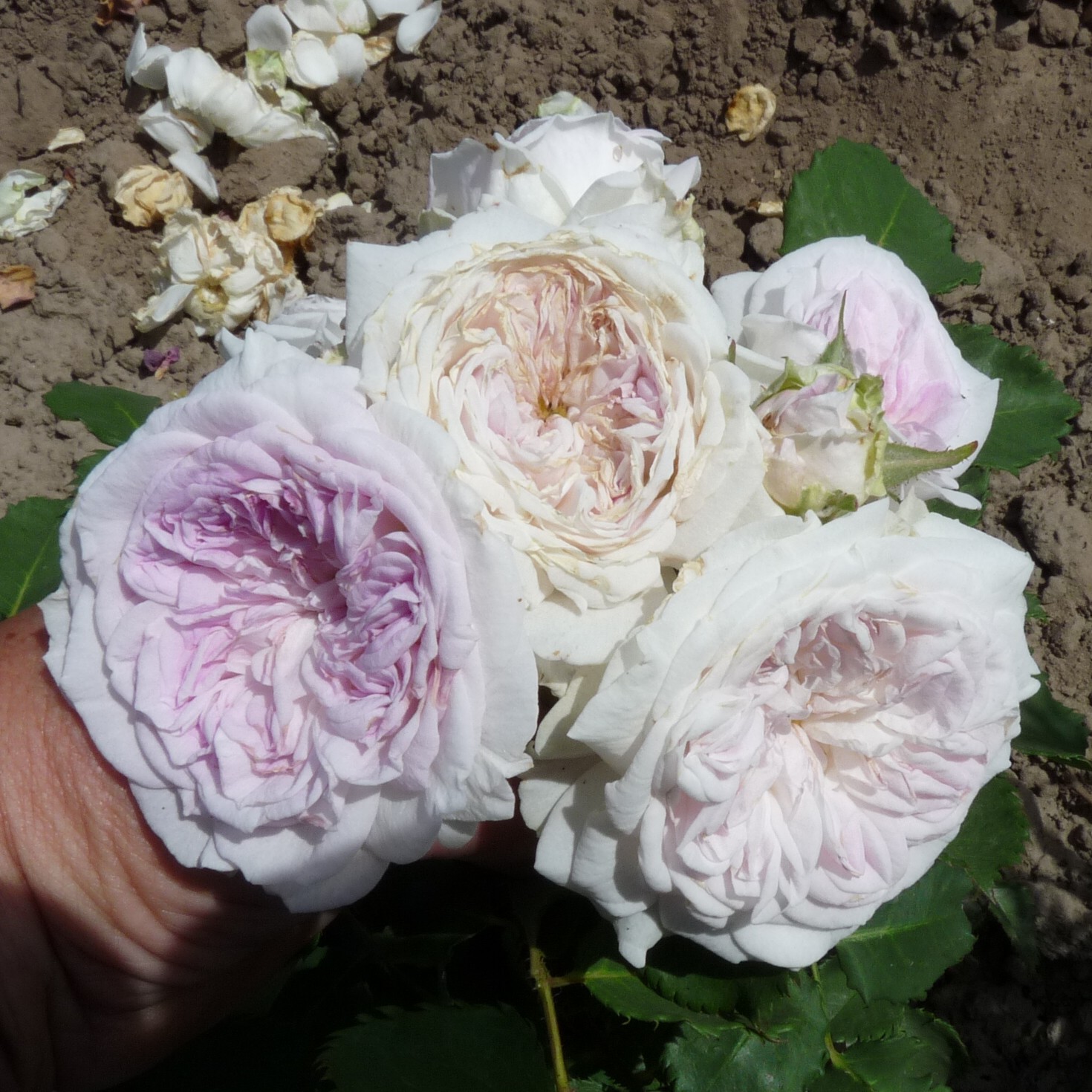 Pure Romance – Bild 12