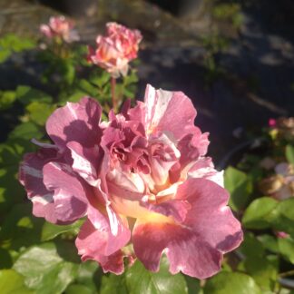 Rachael´s Rose