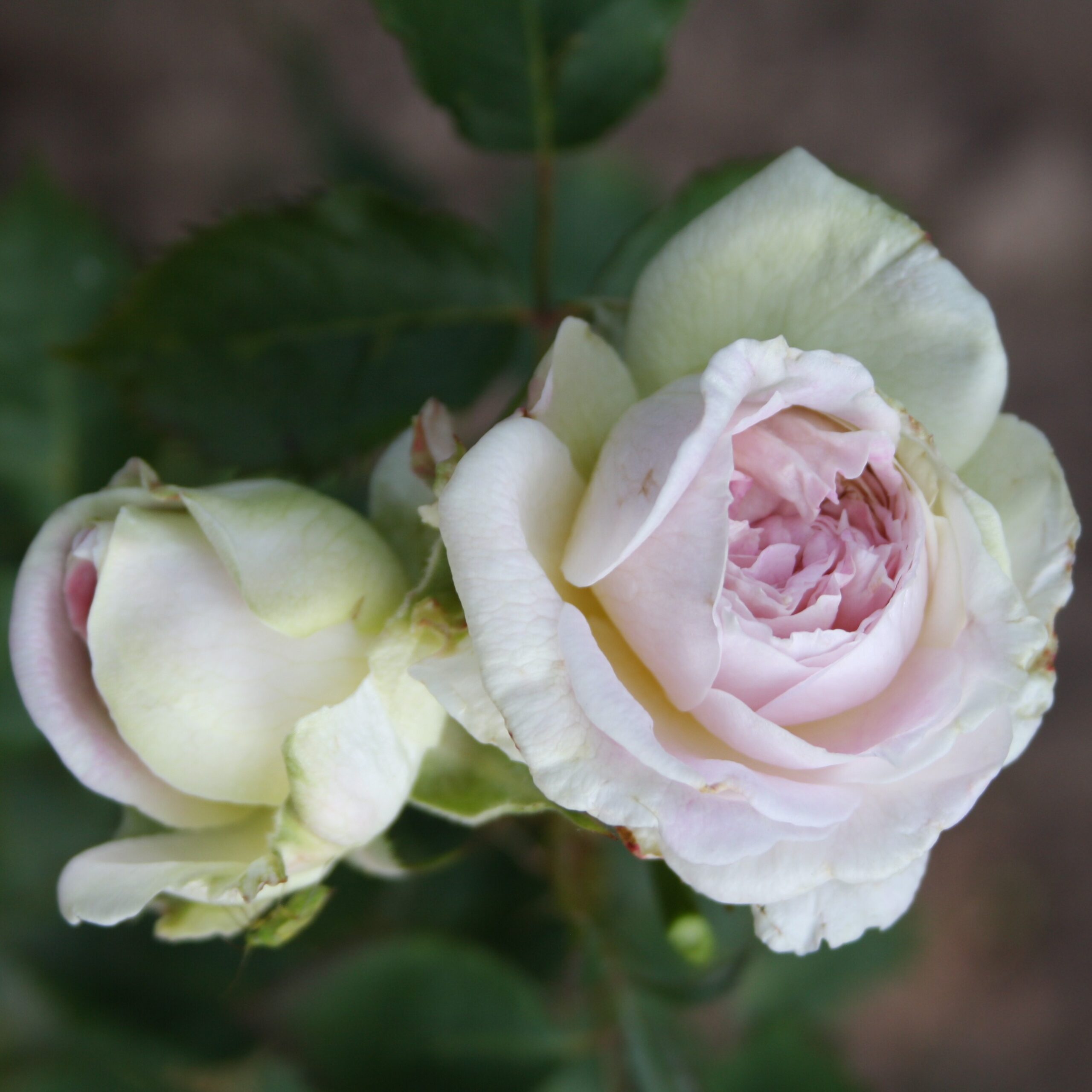 Pure Romance – Bild 13