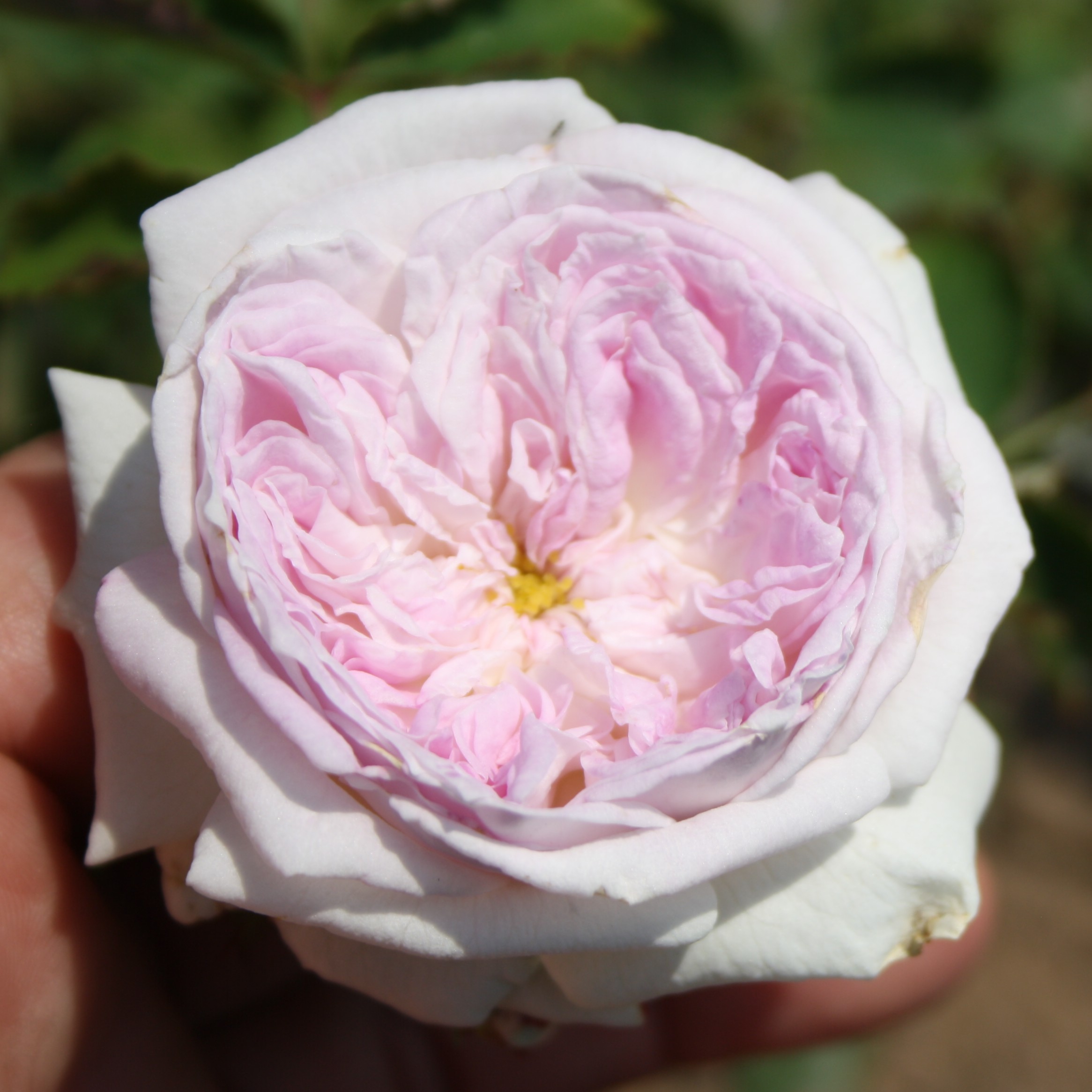 Pure Romance – Bild 14