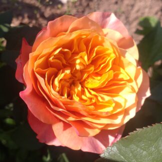 Strauchrose apricot-orange