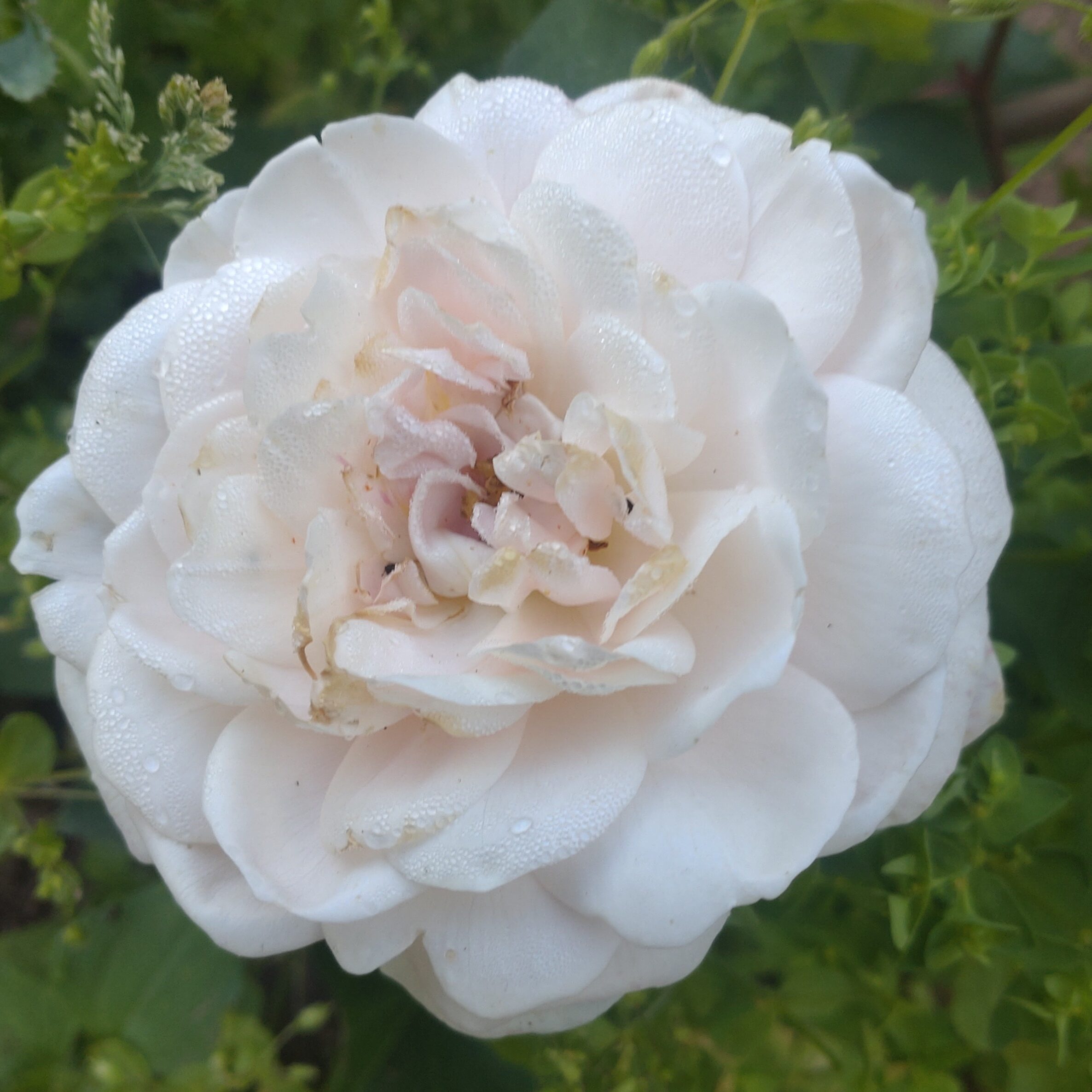 Tamora – Bild 2