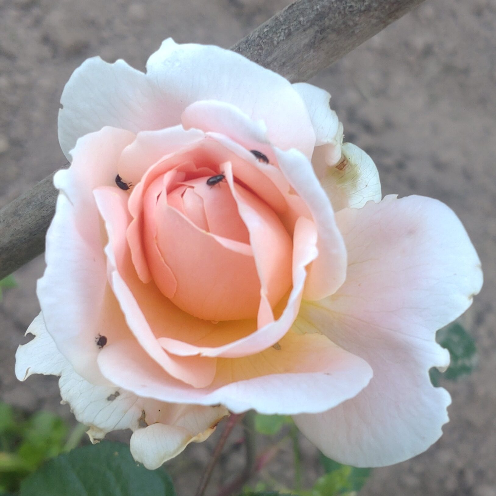Tamora – Bild 3