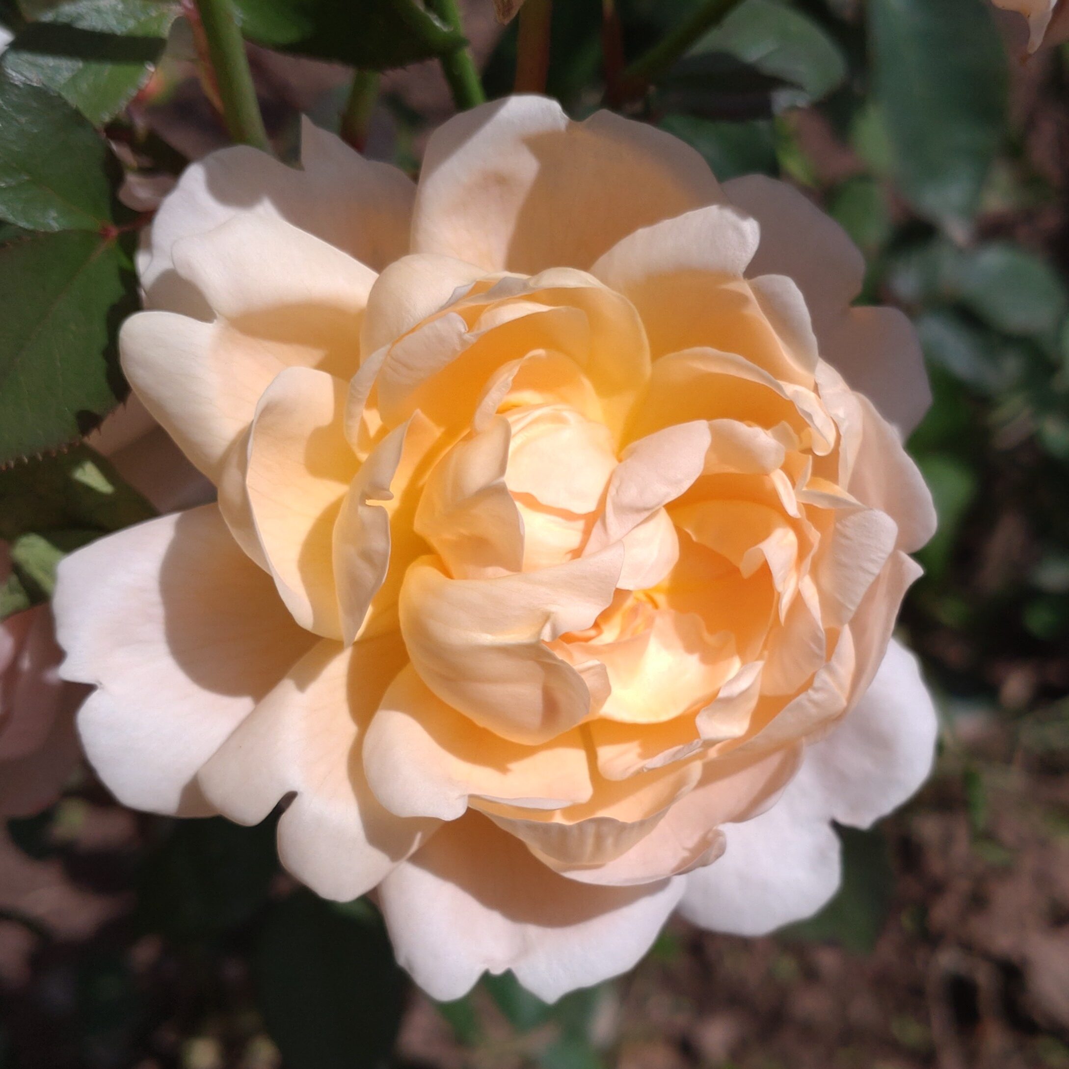 Tamora – Bild 8