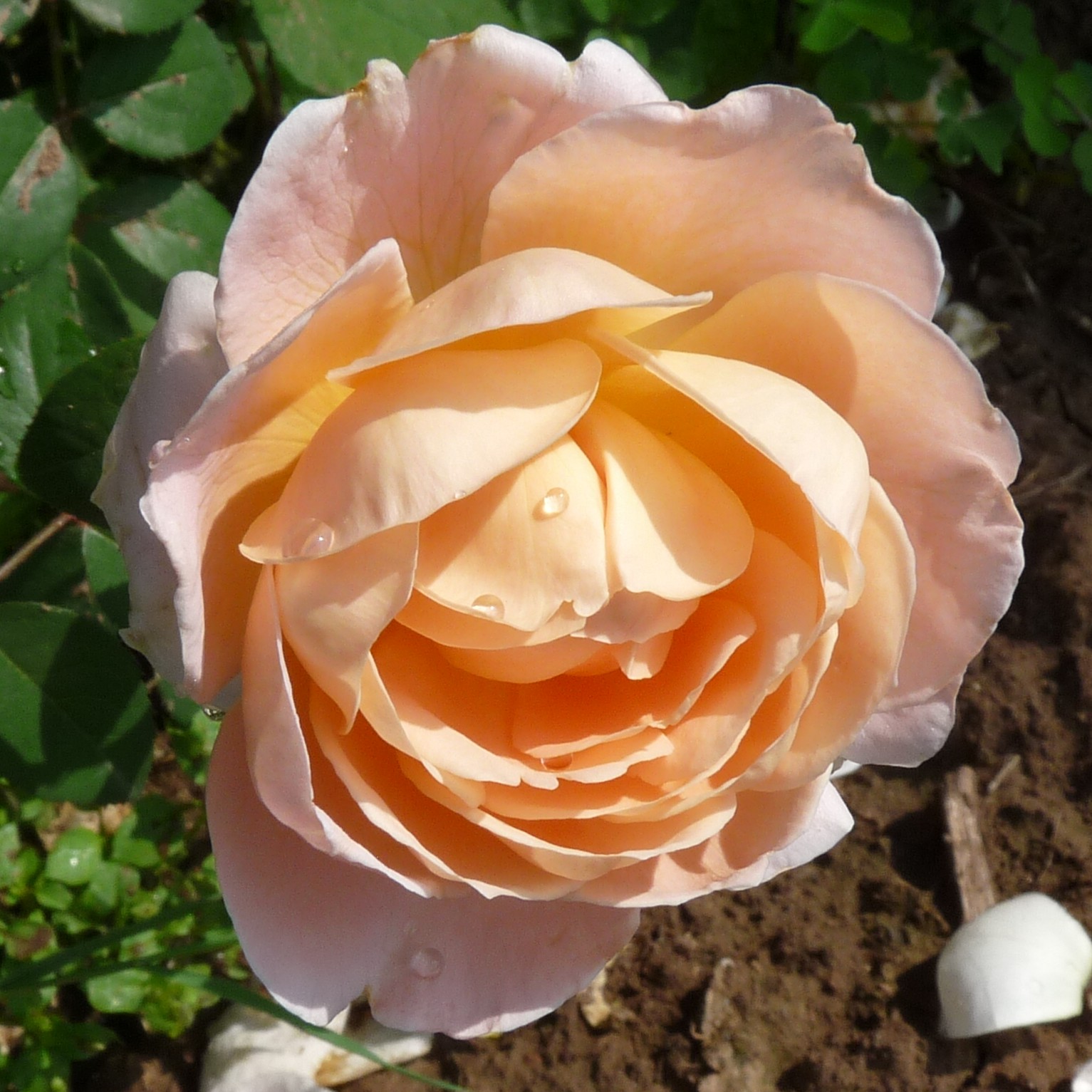 Tamora – Bild 9