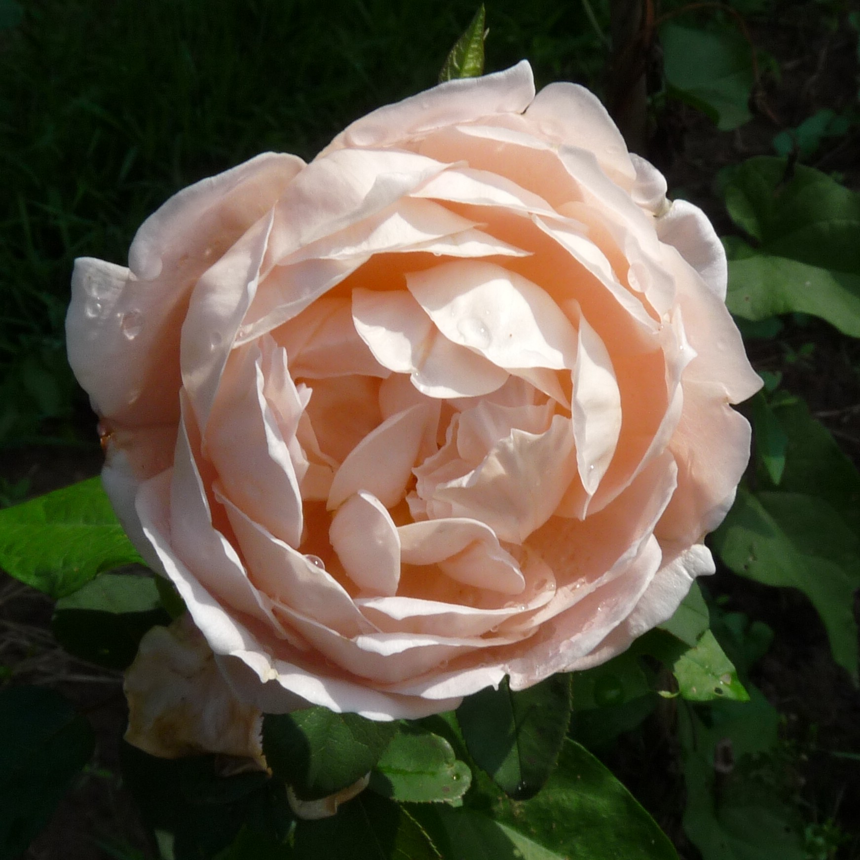 Tamora – Bild 10