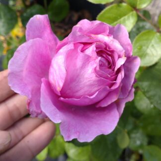 Adore Aroma