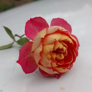 Baby Romantica clbg