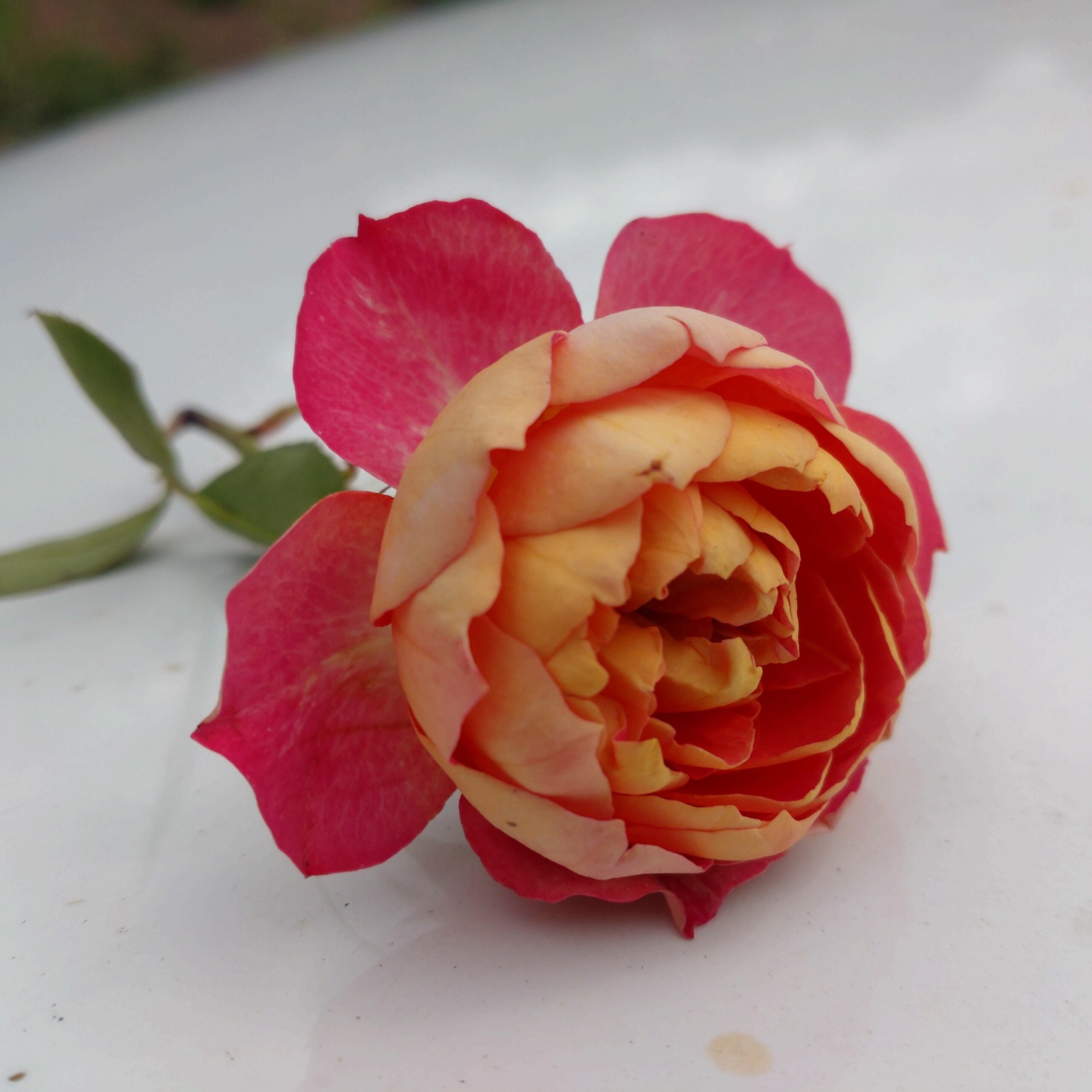 Baby Romantica clbg