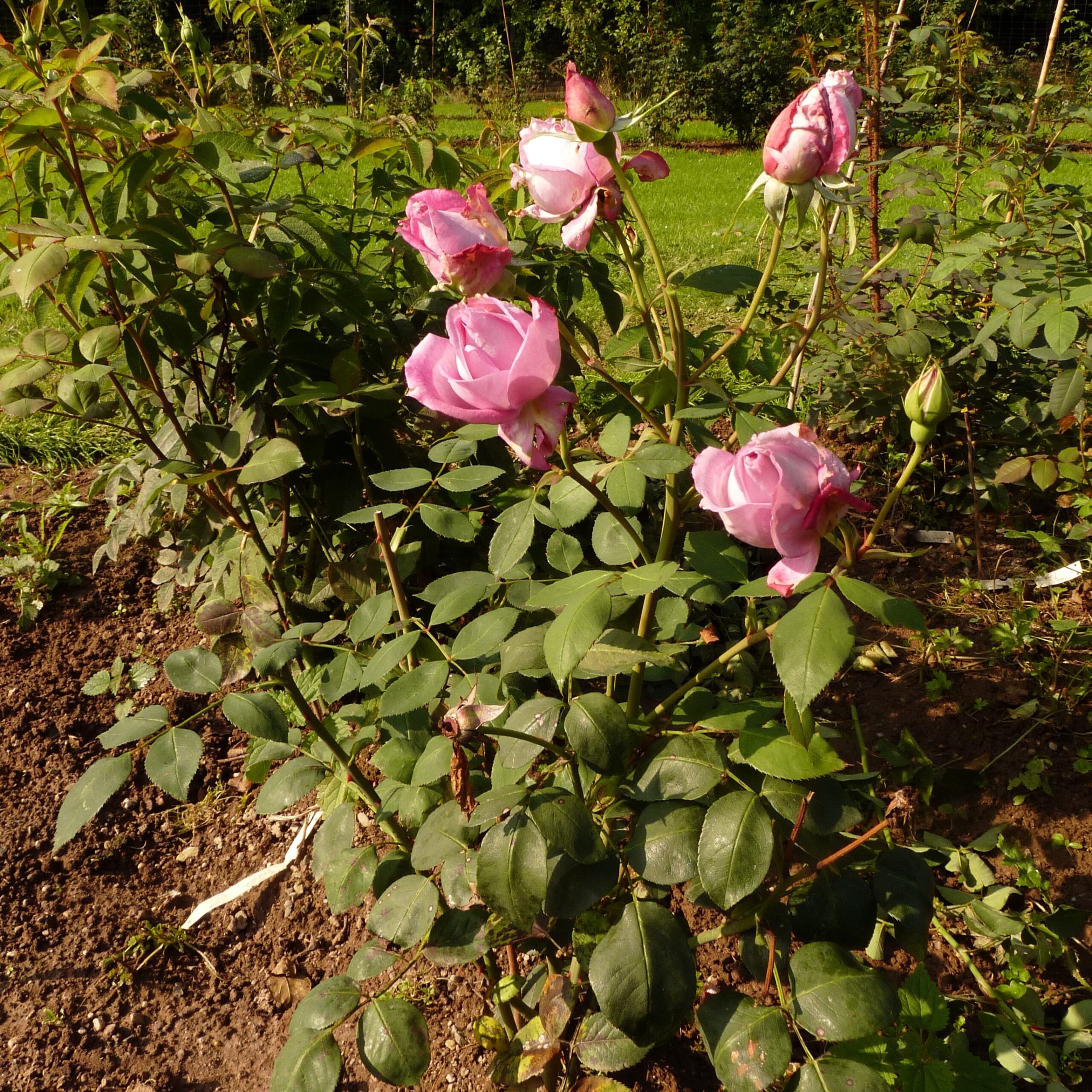 Delphin – Bild 8