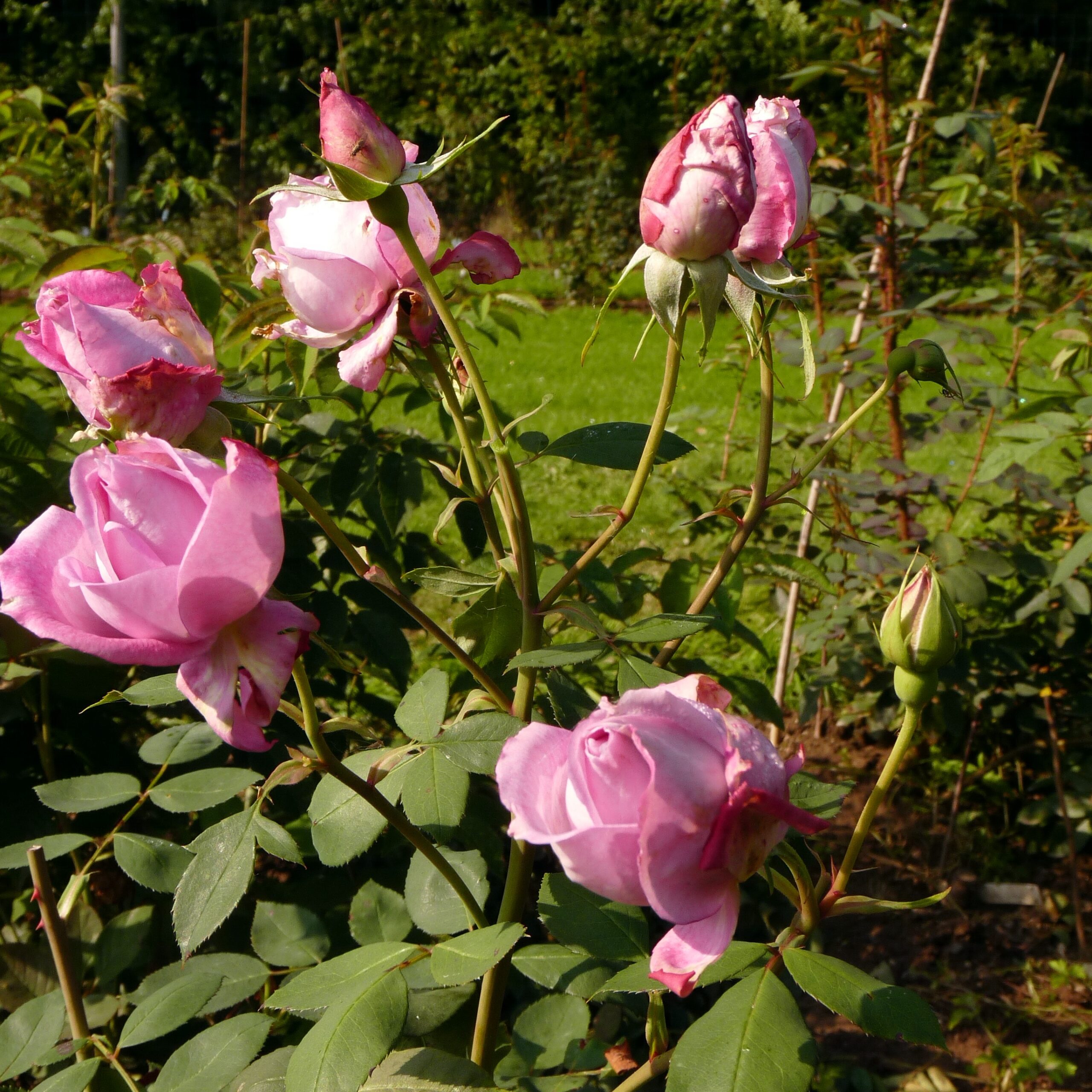 Delphin – Bild 9