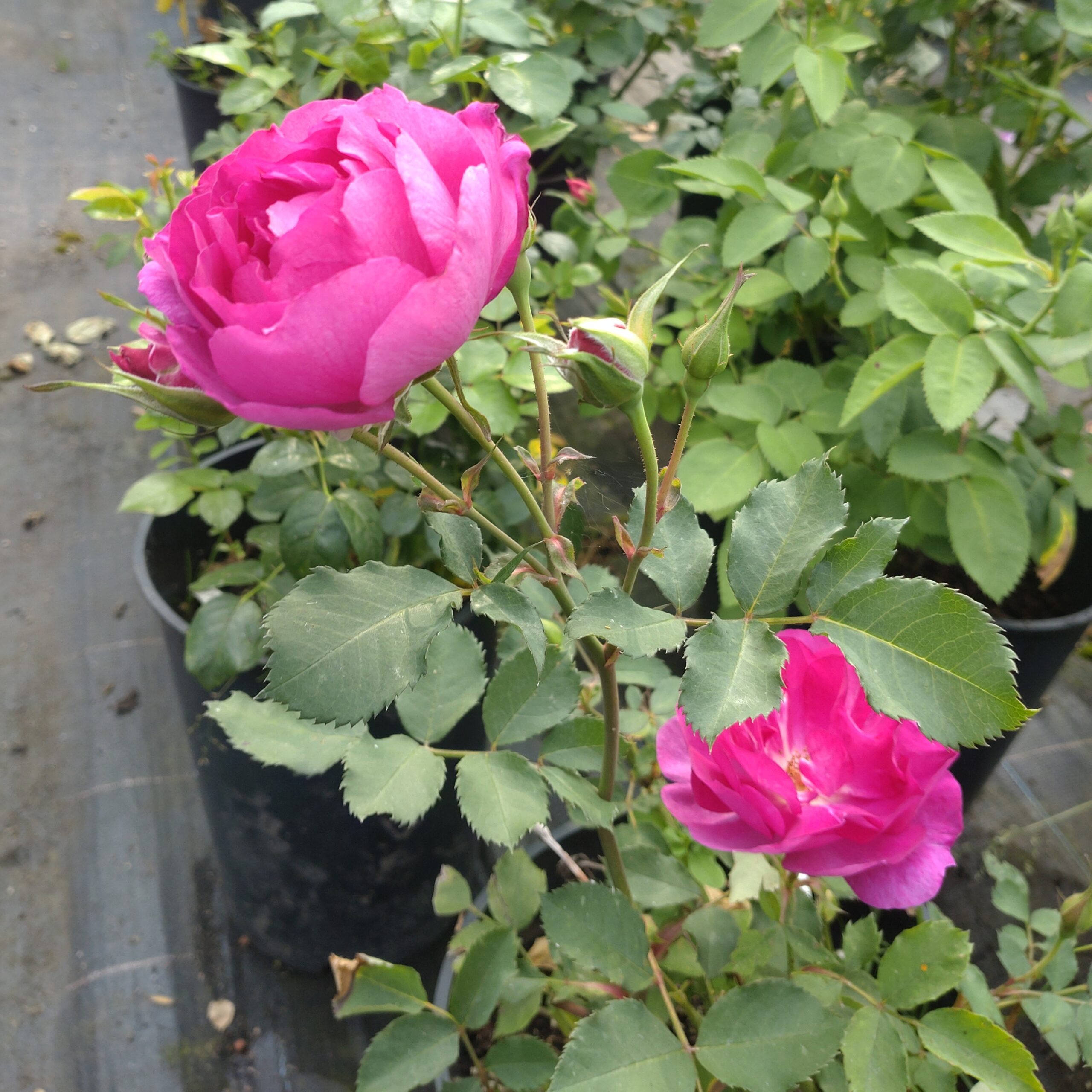 Loud – Bild 6