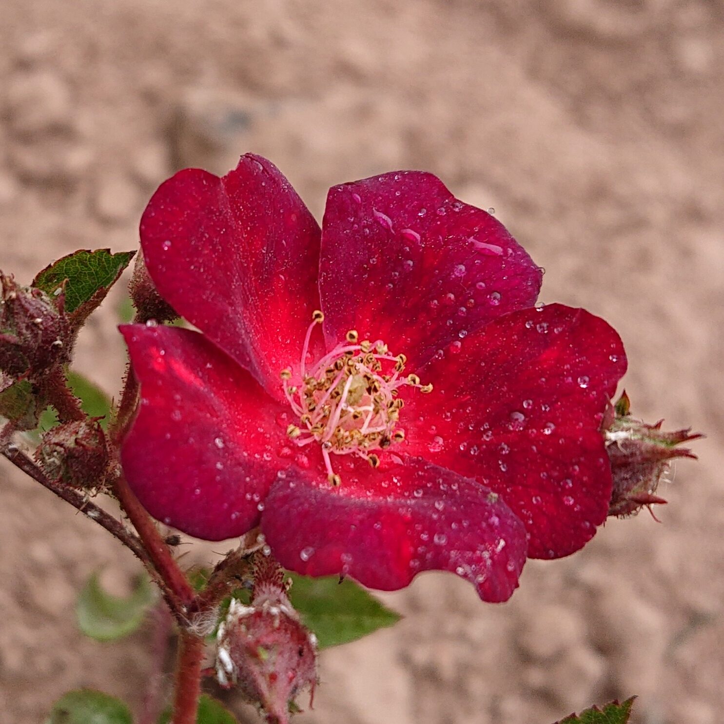Maria Elisabeth – Bild 4