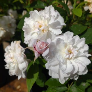Mary Washington