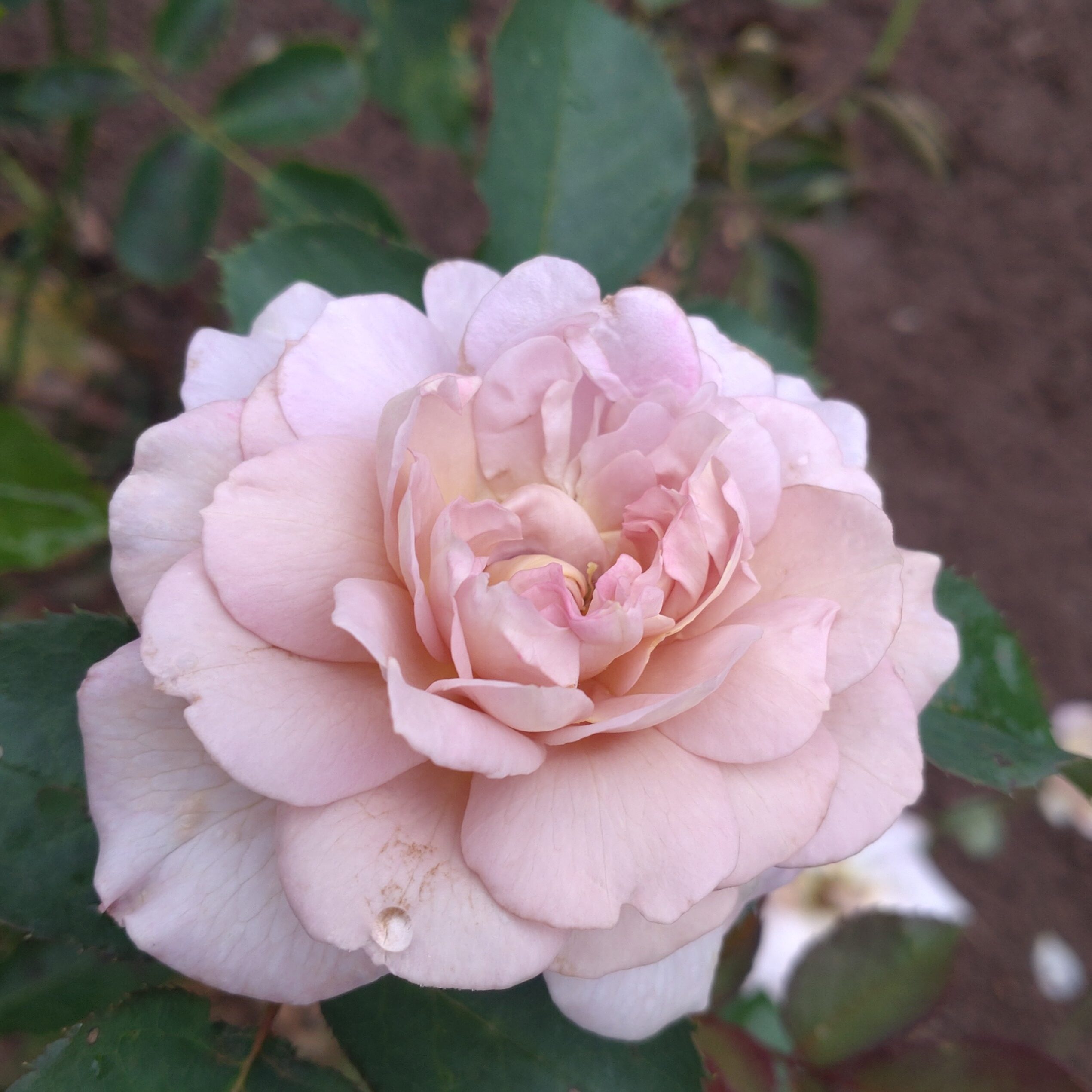 Pastel Antique – Bild 10