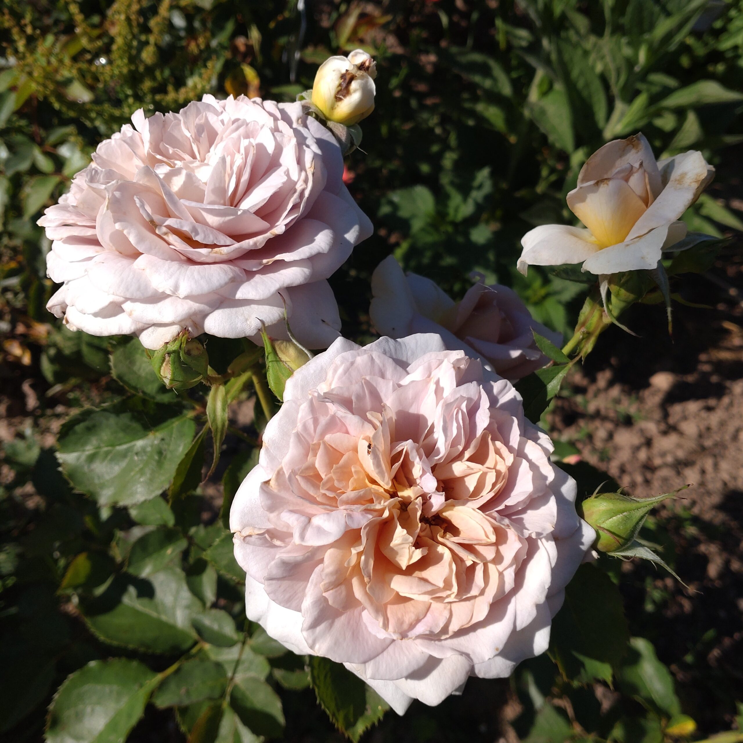 Pastel Antique – Bild 17