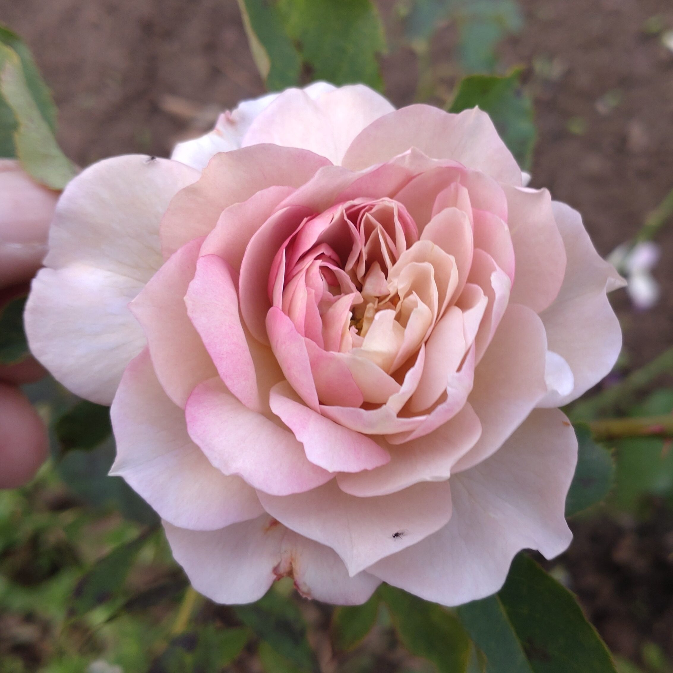 Pastel Antique – Bild 9