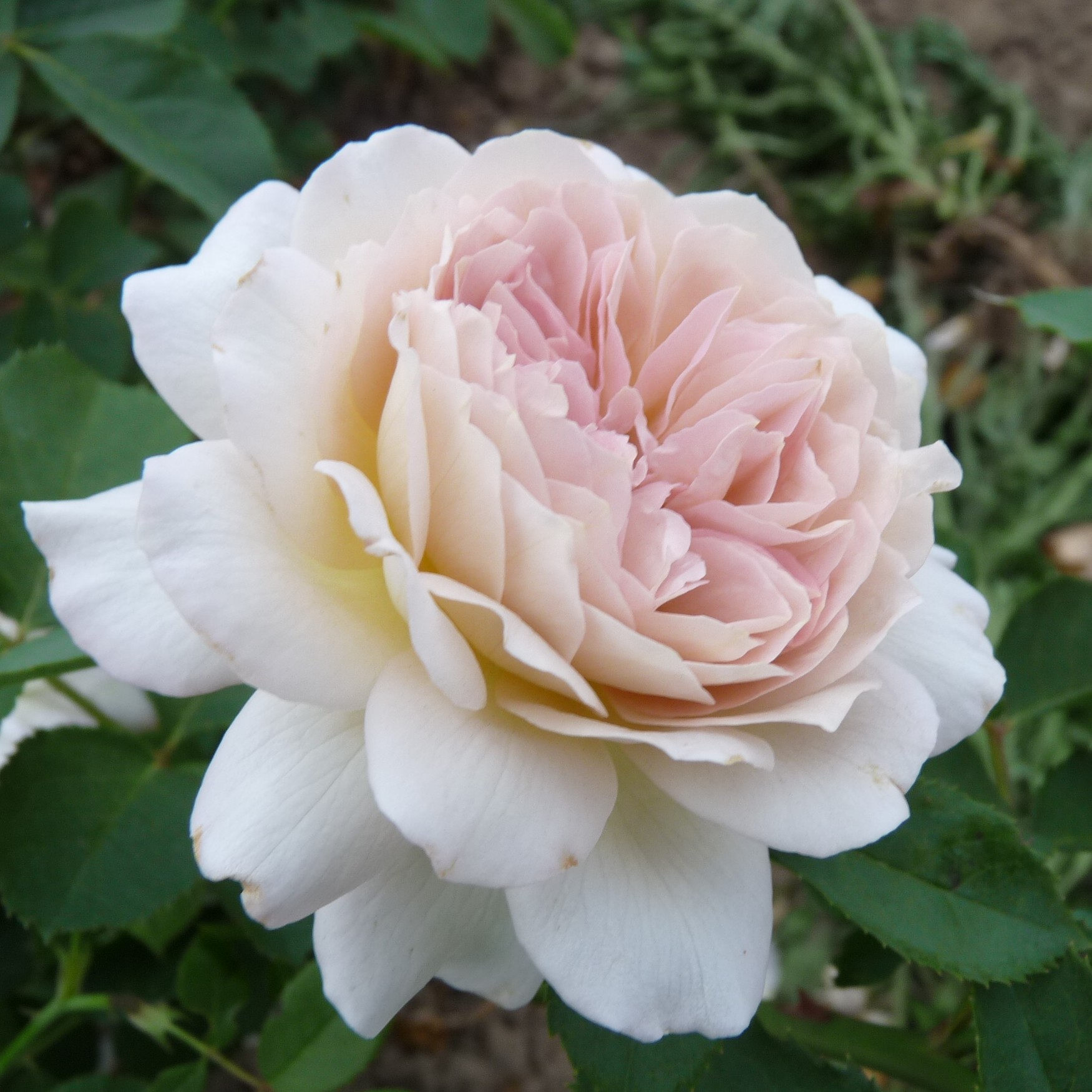 Pastel Antique – Bild 3