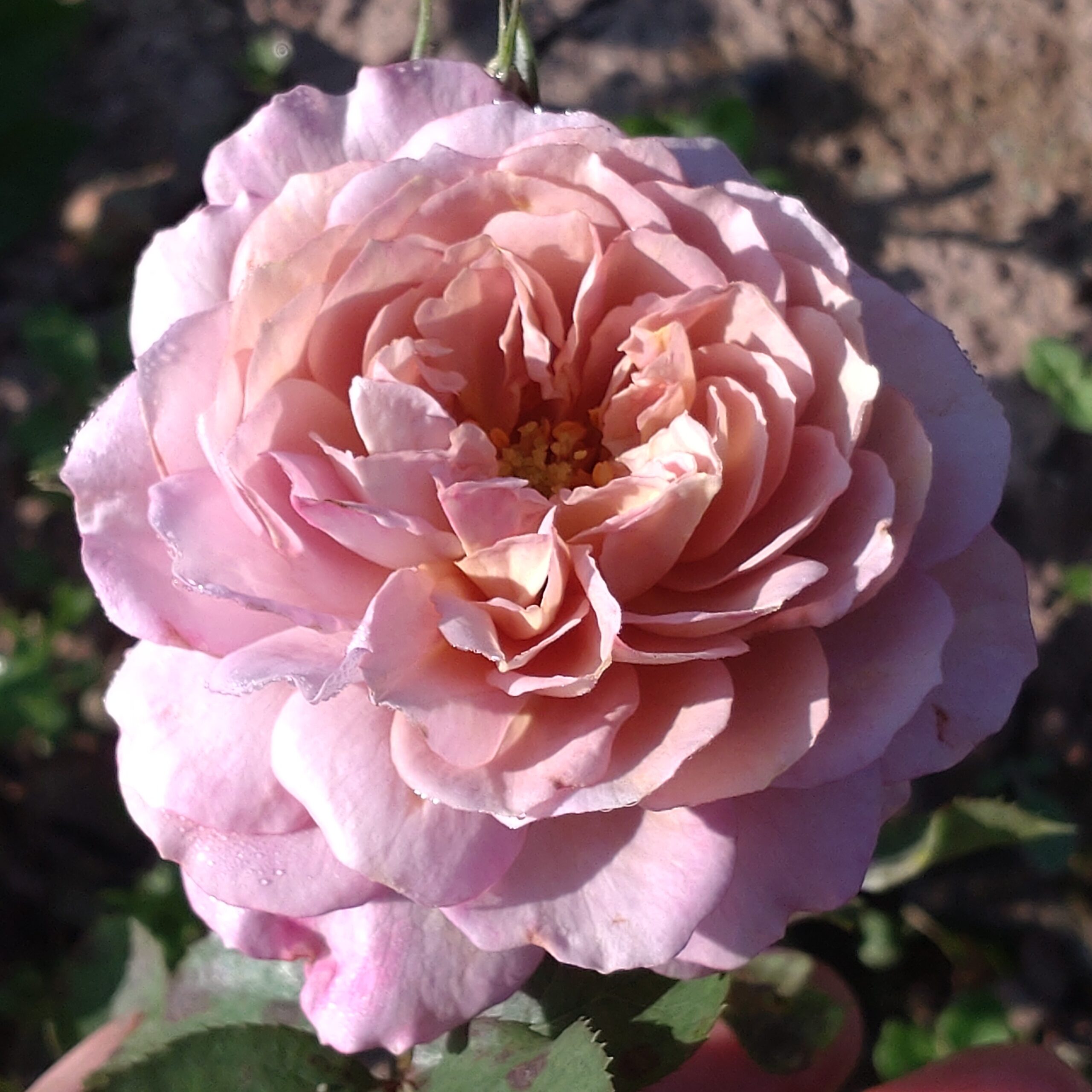 Pastel Antique – Bild 7