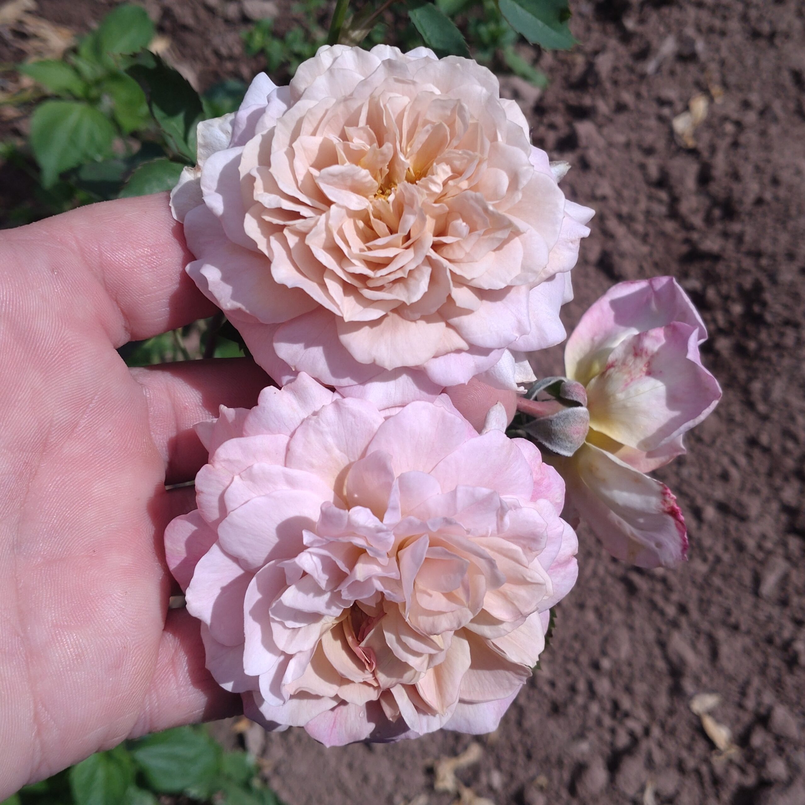 Pastel Antique – Bild 20