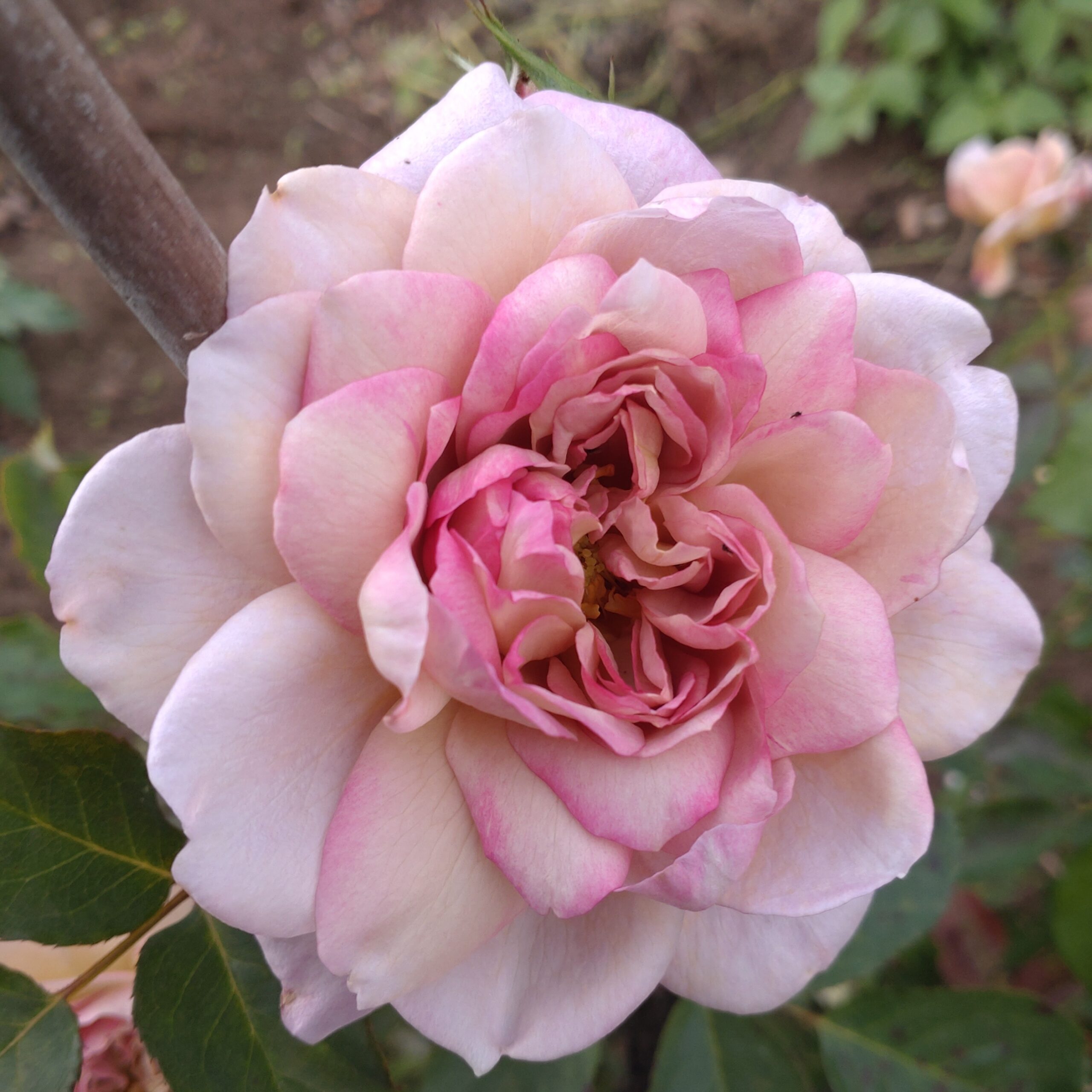 Pastel Antique – Bild 2