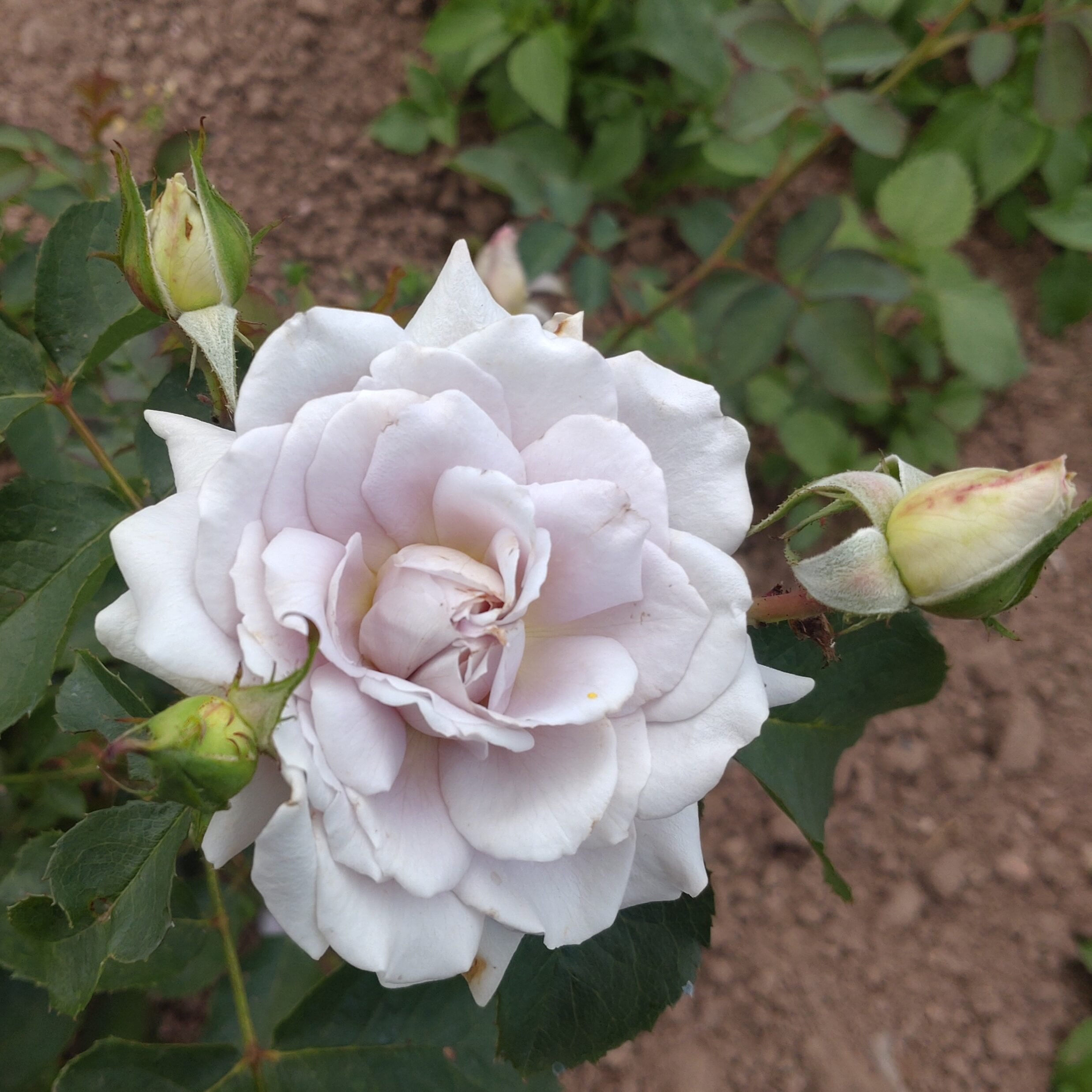 Pastel Antique – Bild 21