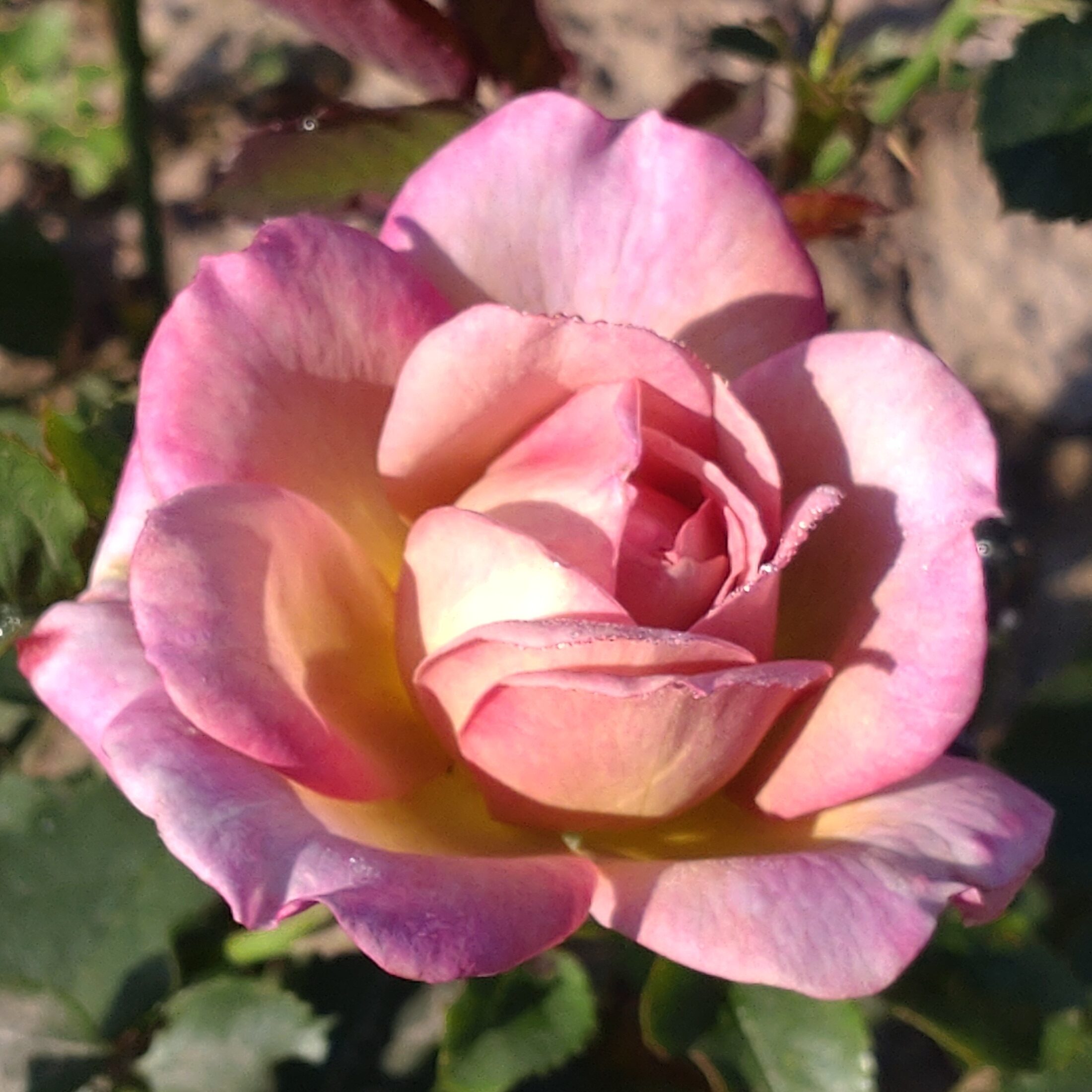 Pastel Antique – Bild 22